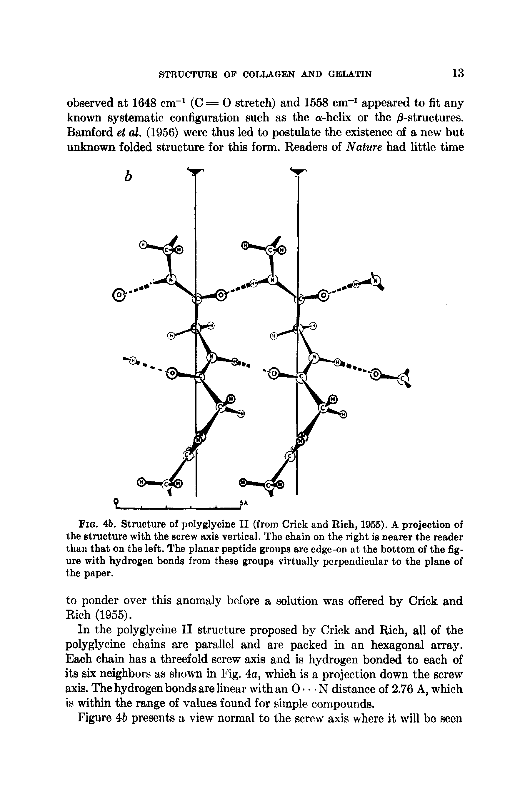 Fig. 4b. Structure of polyglycine II (from Crick and Rich, 1955). A projection of the structure with the screw axis vertical. The chain on the right is nearer the reader than that on the left. The planar peptide groups are edge-on at the bottom of the figure with hydrogen bonds from these groups virtually perpendicular to the plane of the paper.