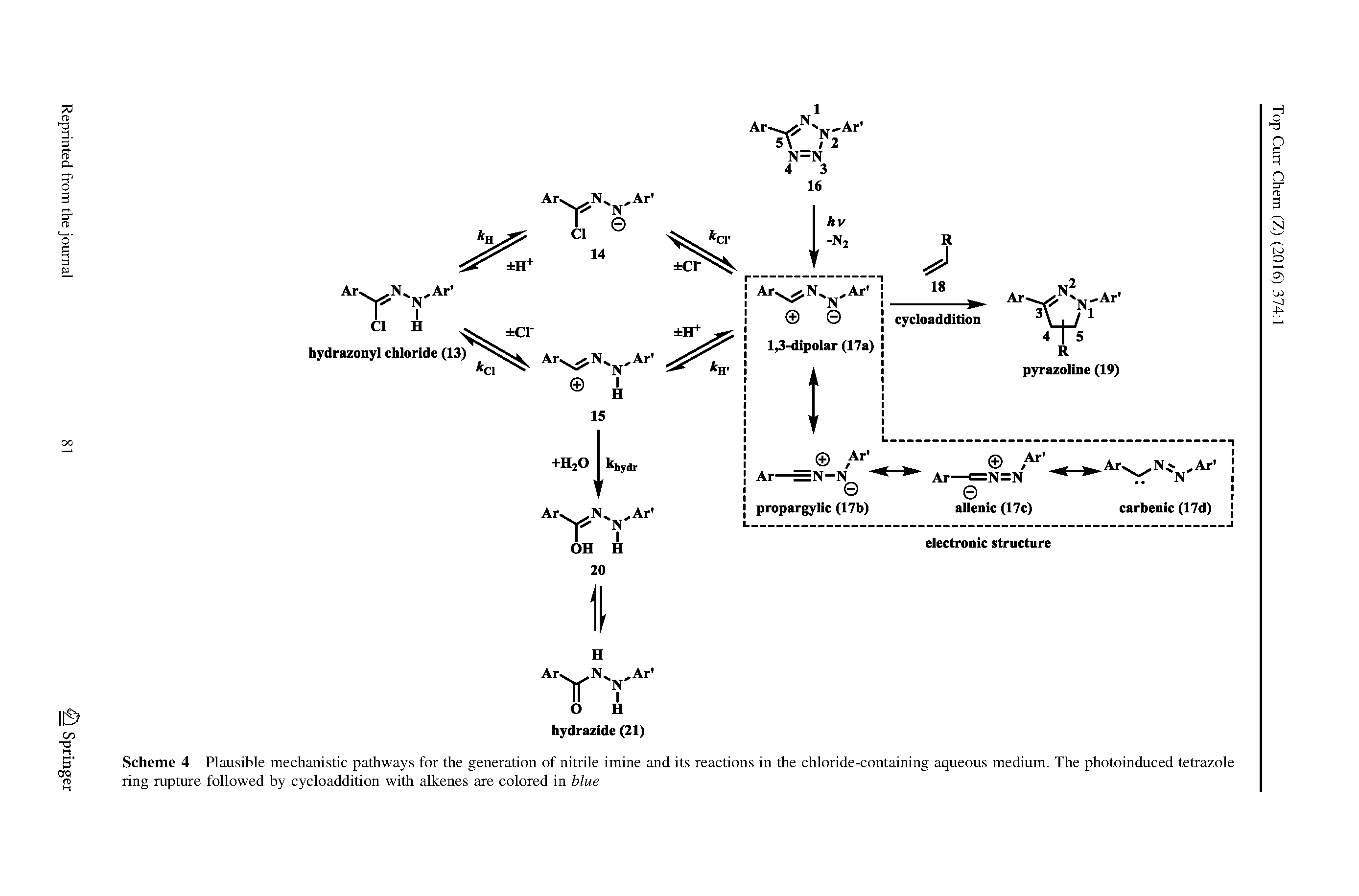 Scheme 4 Plausible mechanistic pathways for the generation of nitrile imine and its reactions in the chloride-containing aqueous medium. The photoinduced tetrazole ring rupture followed by cycloaddition with aUcenes are colored in blue...