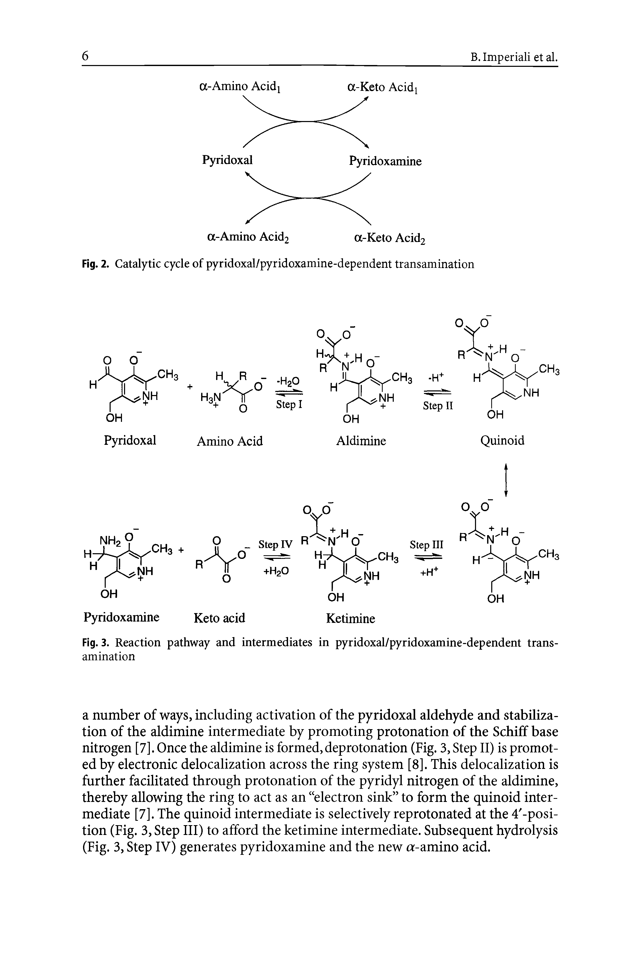 Fig. 2. Catalytic cycle of pyridoxal/pyridoxamine-dependent transamination...