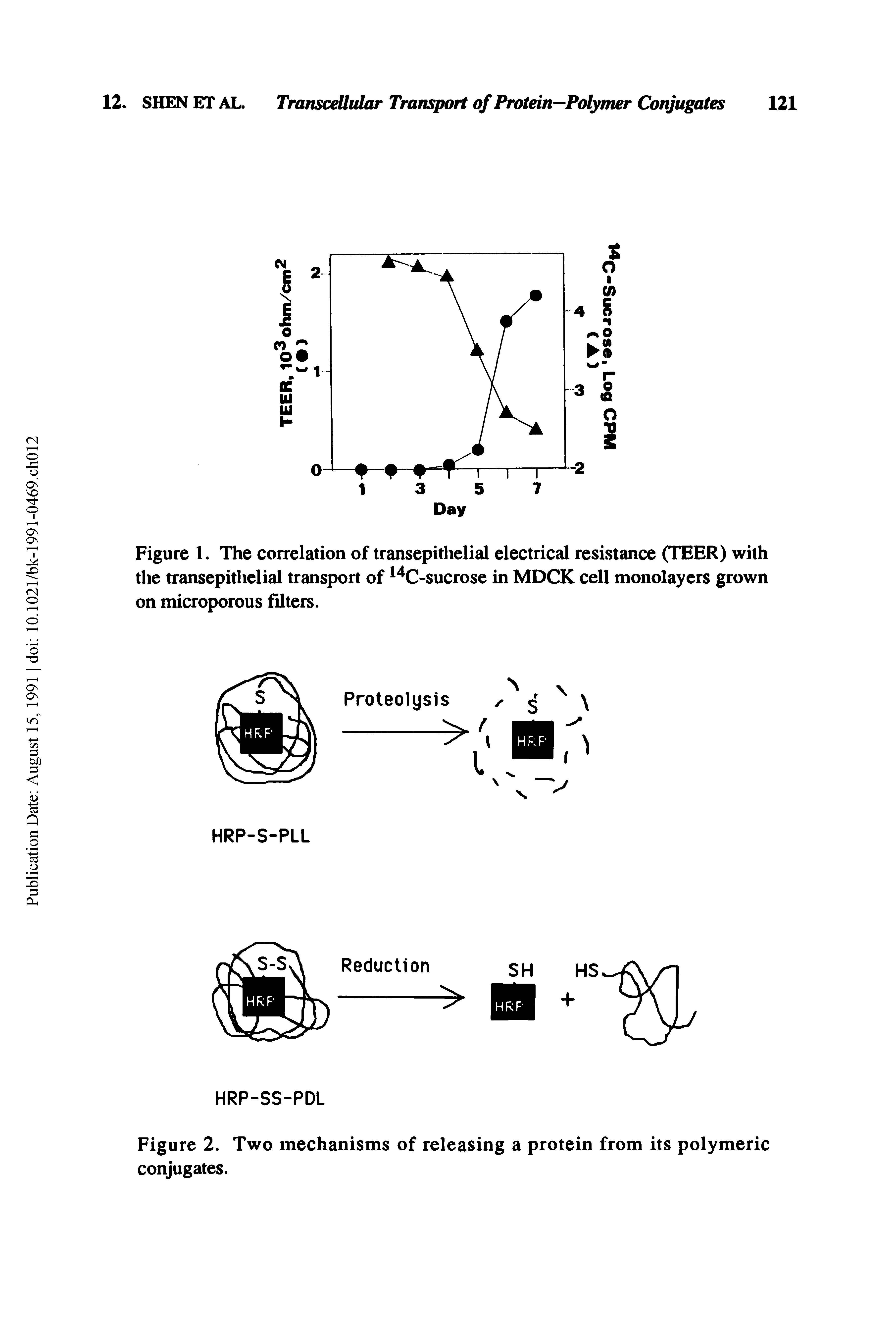 Figure 2. Two mechanisms of releasing a protein from its polymeric conjugates.