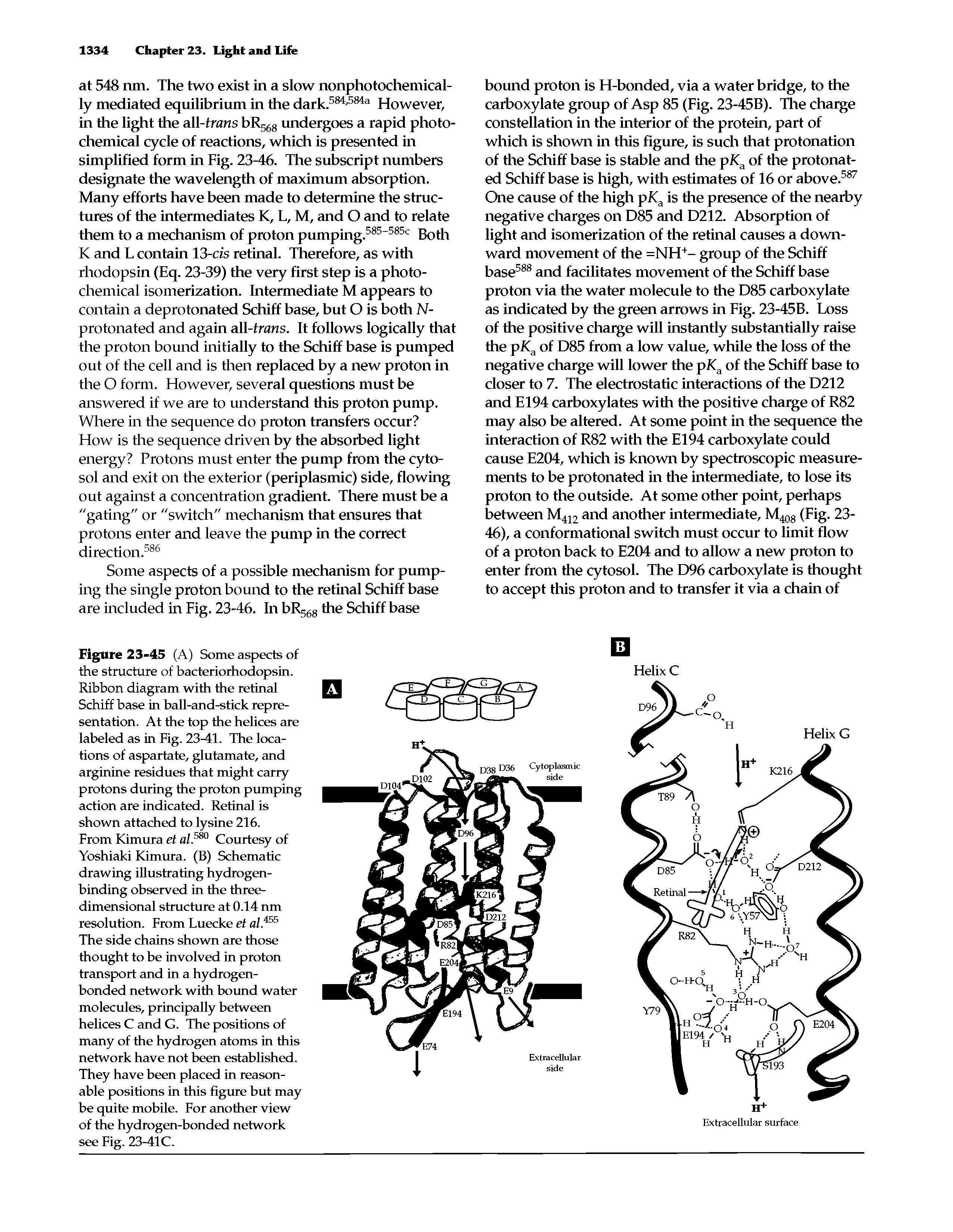 Figure 23-45 (A) Some aspects of the structure of bacteriorhodopsin. Ribbon diagram with the retinal Schiff base in ball-and-stick representation. At the top the helices are labeled as in Fig. 23-41. The locations of aspartate, glutamate, and arginine residues that might carry protons during the proton pumping action are indicated. Retinal is shown attached to lysine 216.