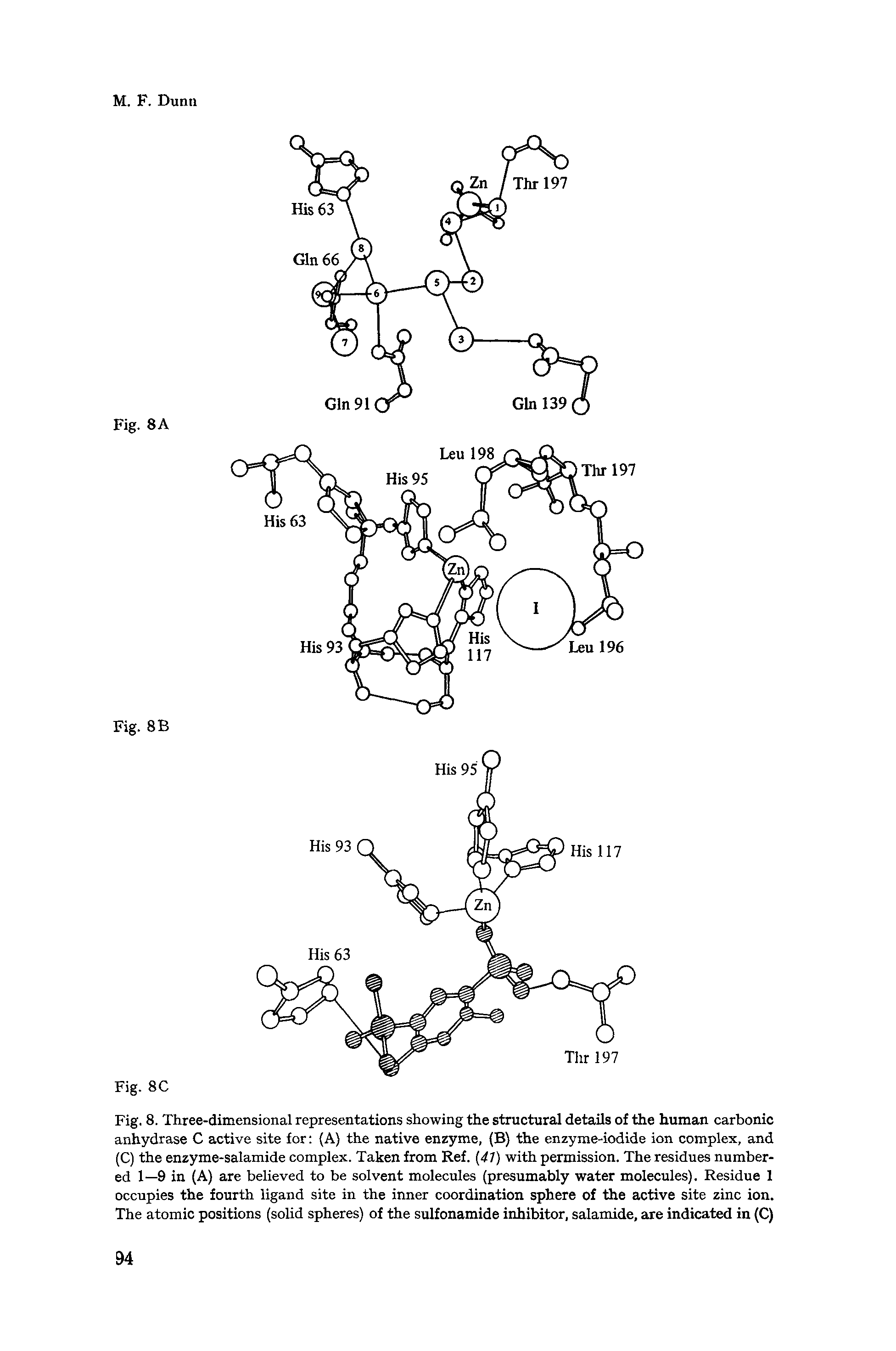 Fig. 8. Three-dimensional representations showing the structural details of the human carbonic anhydrase C active site for (A) the native enzyme, (B) the enzyme-iodide ion complex, and (C) the enzyme-salamide complex. Taken from Ref. (47) with permission. The residues numbered 1—9 in (A) are believed to be solvent molecules (presumably water molecules). Residue 1 occupies the fourth ligand site in the inner coordination sphere of the active site zinc ion. The atomic positions (solid spheres) of the sulfonamide inhibitor, salamide, are indicated in (C)...