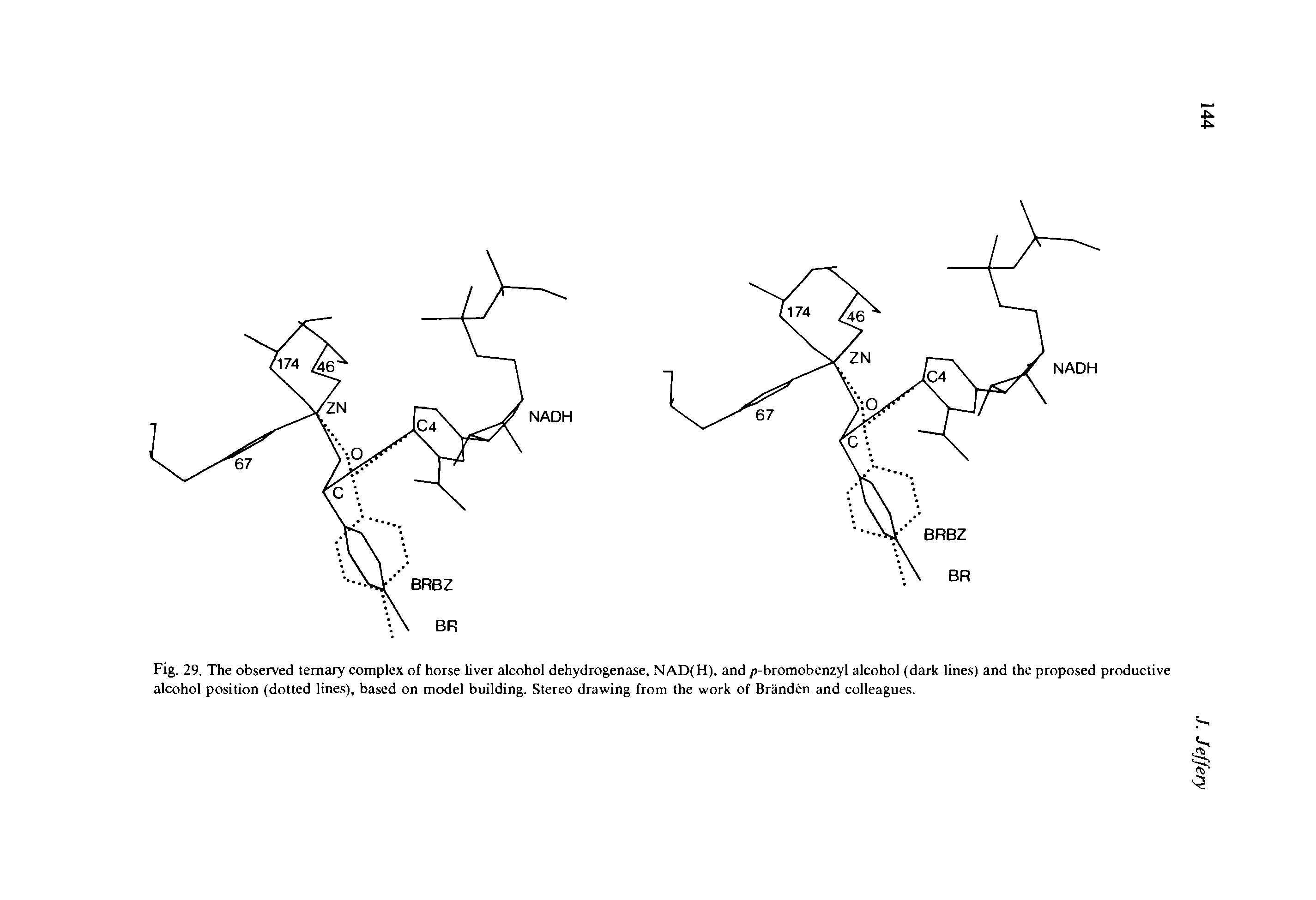 Fig. 29. The observed ternary complex of horse liver alcohol dehydrogenase, NAD(H). and p-bromobenzyl alcohol (dark lines) and the proposed productive alcohol position (dotted lines), based on model building. Stereo drawing from the work of Branden and colleagues.