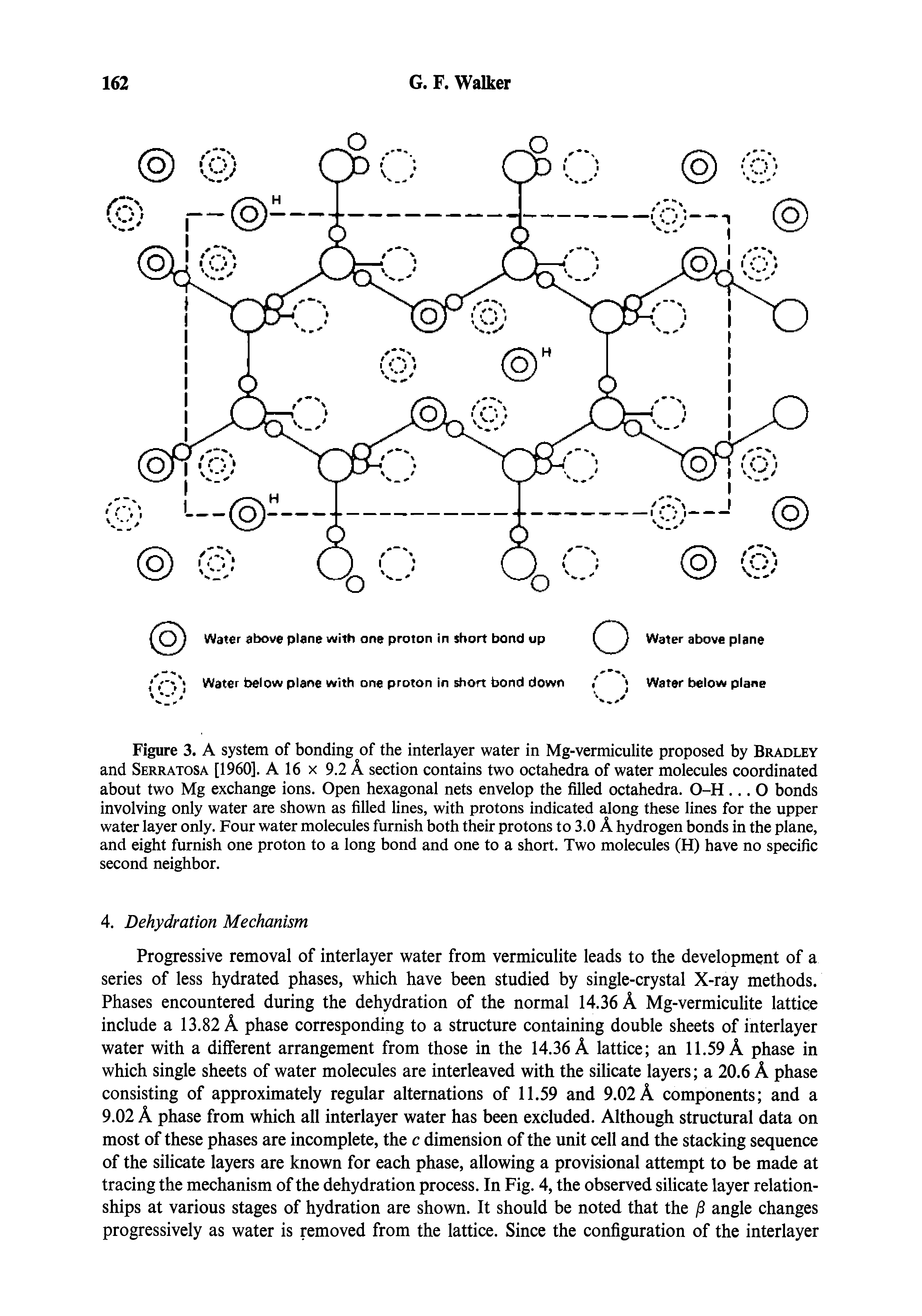 Figure 3. A system of bonding of the interlayer water in Mg-vermiculite proposed by Bradley and Serratosa [I960]. A 16 x 9.2 A section contains two octahedra of water molecules coordinated about two Mg exchange ions. Open hexagonal nets envelop the filled octahedra. O-H. .. O bonds involving only water are shown as filled lines, with protons indicated along these lines for the upper water layer only. Four water molecules furnish both their protons to 3.0 A hydrogen bonds in the plane, and eight furnish one proton to a long bond and one to a short. Two molecules (H) have no specific second neighbor.