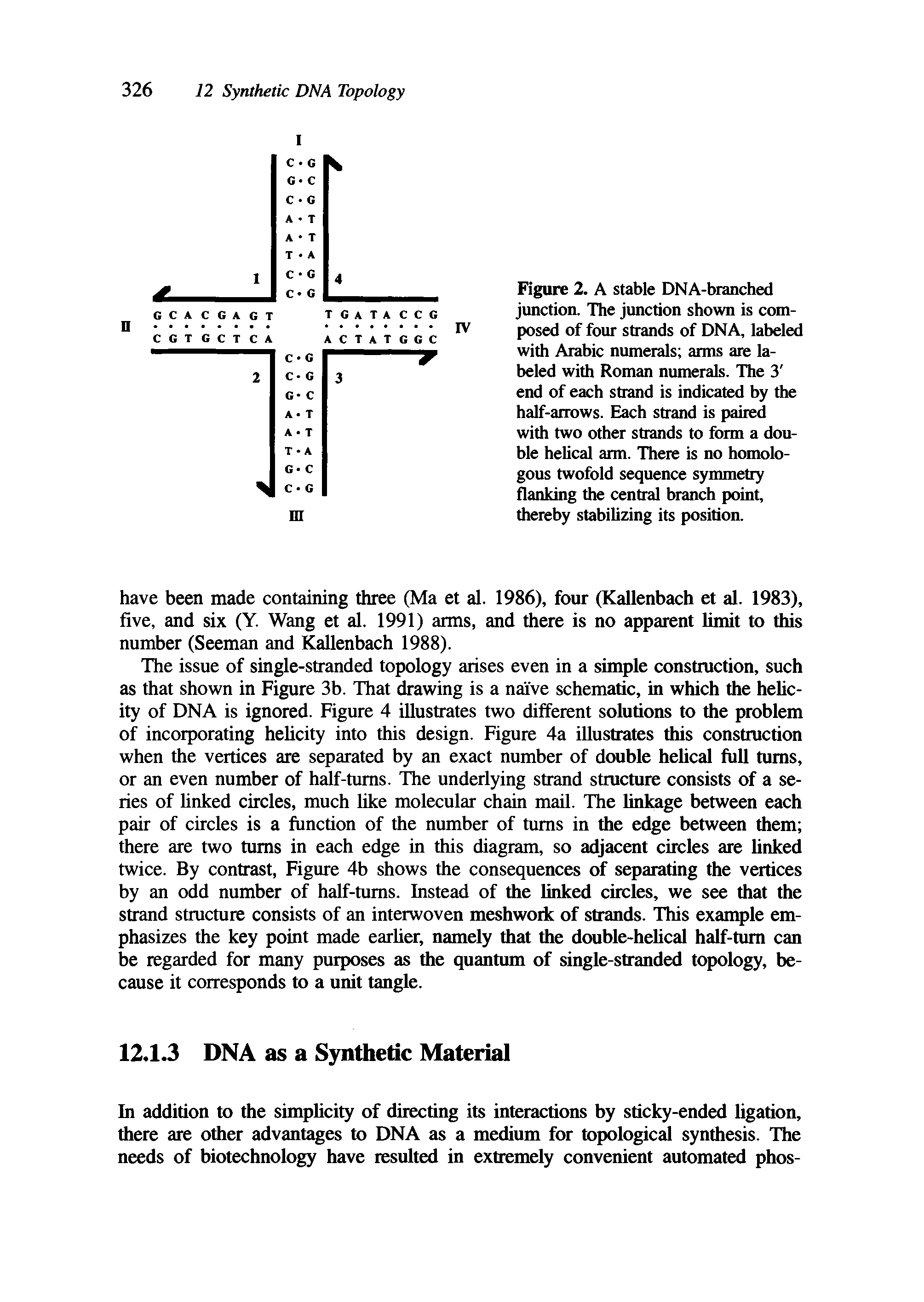 Figure 2. A stable DNA-branched junction. The junction shown is composed of four strands of DNA, labeled with Arabic numerals arms are labeled with Roman numerals. The 3 end of each strand is indicated by the half-arrows. Each strand is paired with two other strands to form a double helical arm. There is no homologous twofold sequence symmetry flanking the central branch point, thereby stabilizing its position.