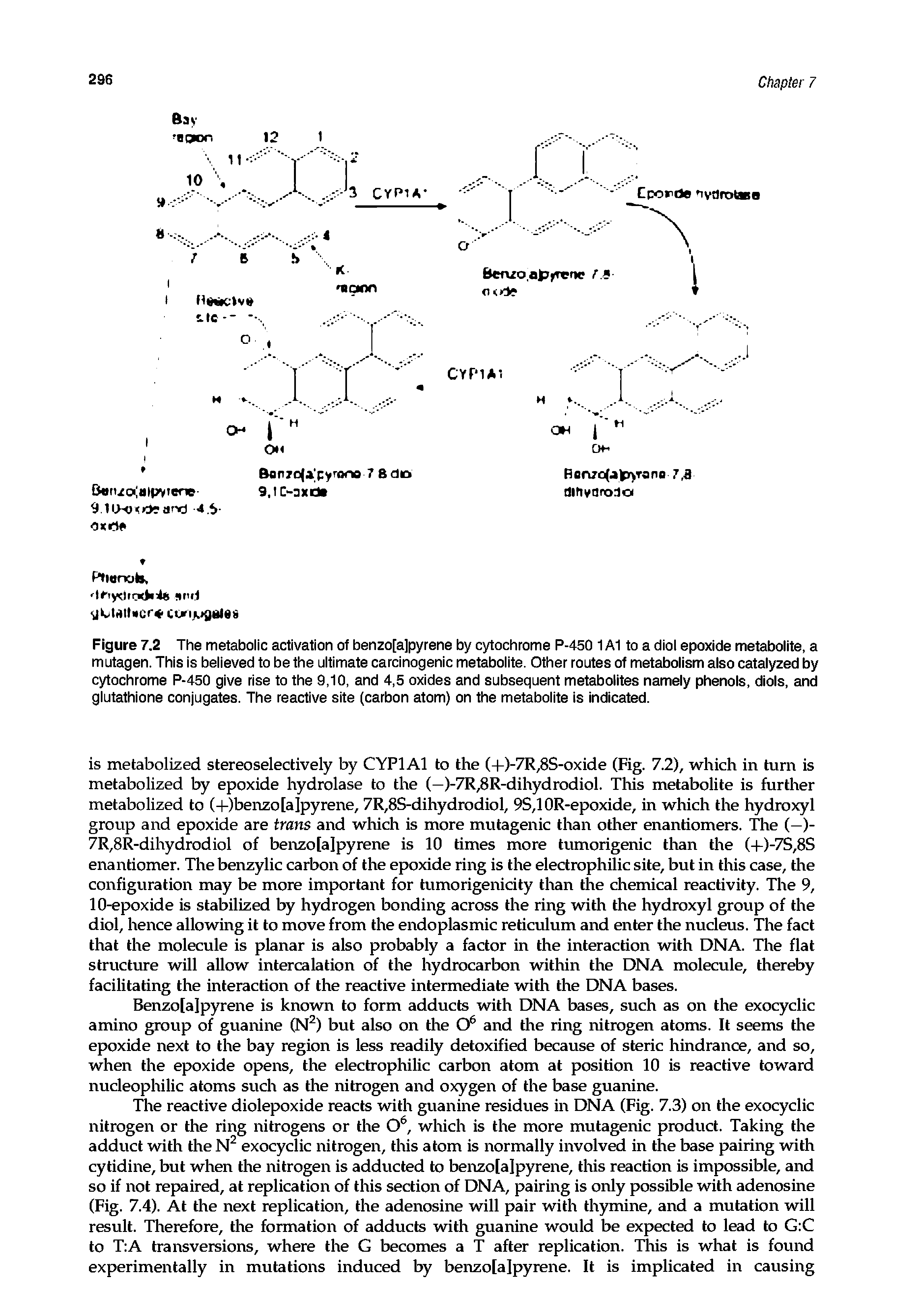 Figure 7.2 The metabolic activation of benzo[a]pyrene by cytochrome P-450 1A1 to a diol epoxide metabolite, a mutagen. This is believed to be the ultimate carcinogenic metabolite. Other routes of metabolism also catalyzed by cytochrome P-450 give rise to the 9,10, and 4,5 oxides and subsequent metabolites namely phenols, diols, and glutathione conjugates. The reactive site (carbon atom) on the metabolite is indicated.