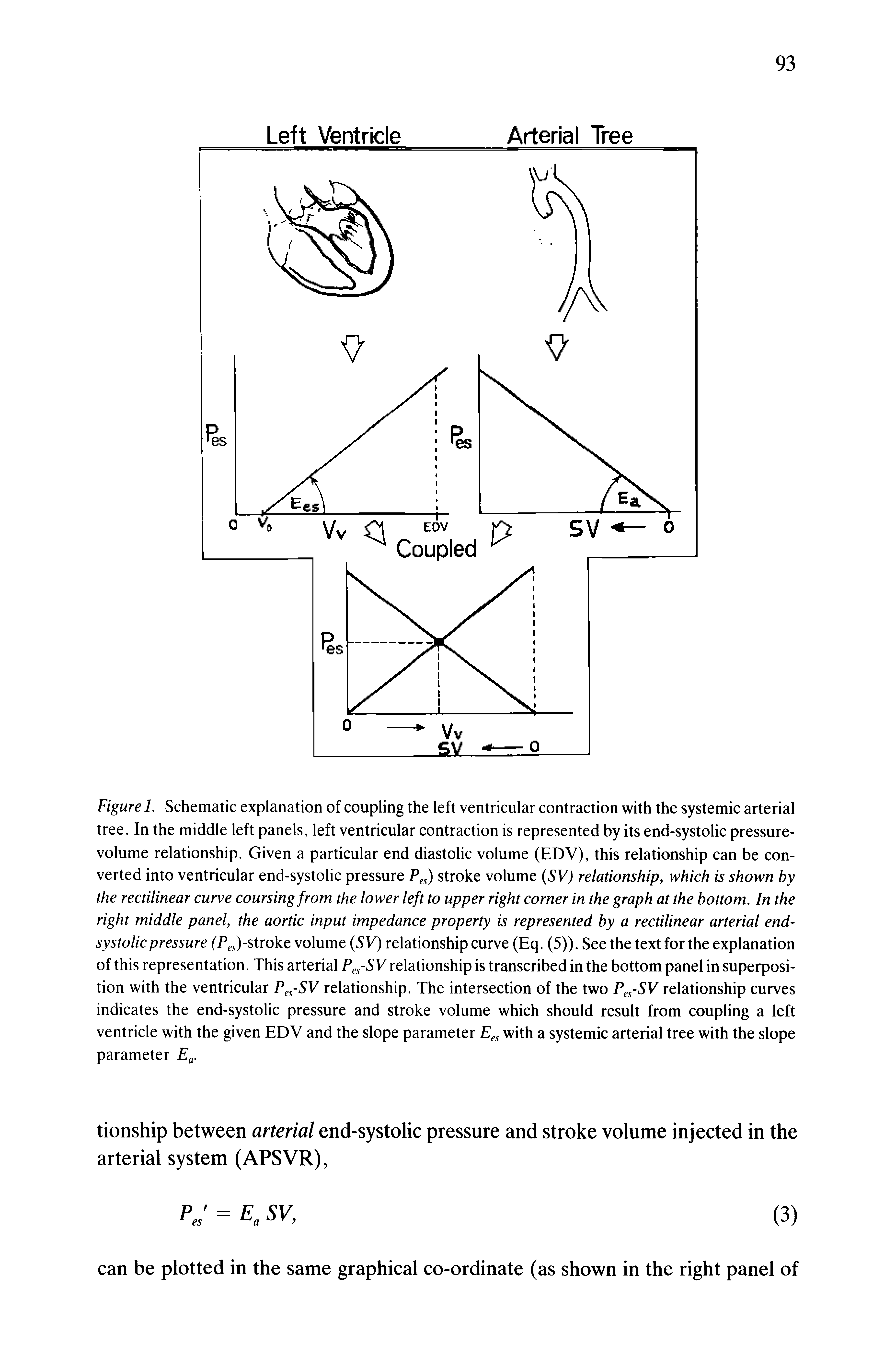 Figure 1. Schematic explanation of coupling the left ventricular contraction with the systemic arterial tree. In the middle left panels, left ventricular contraction is represented by its end-systolic pressure-volume relationship. Given a particular end diastolic volume (EDV), this relationship can be converted into ventricular end-systolic pressure P s) stroke volume (5Vj relationship, which is shown by the rectilinear curve coursing from the lower left to upper right corner in the graph at the bottom. In the right middle panel, the aortic input impedance property is represented by a rectilinear arterial end-systolic pressure fF, )-stroke volume SV) relationship curve (Eq. (5)). See the text for the explanation of this representation. This arterial Pes-SV relationship is transcribed in the bottom panel in superposition with the ventricular Pe -SV relationship. The intersection of the two Pes-SV relationship curves indicates the end-systolic pressure and stroke volume which should result from coupling a left ventricle with the given EDV and the slope parameter with a systemic arterial tree with the slope parameter...