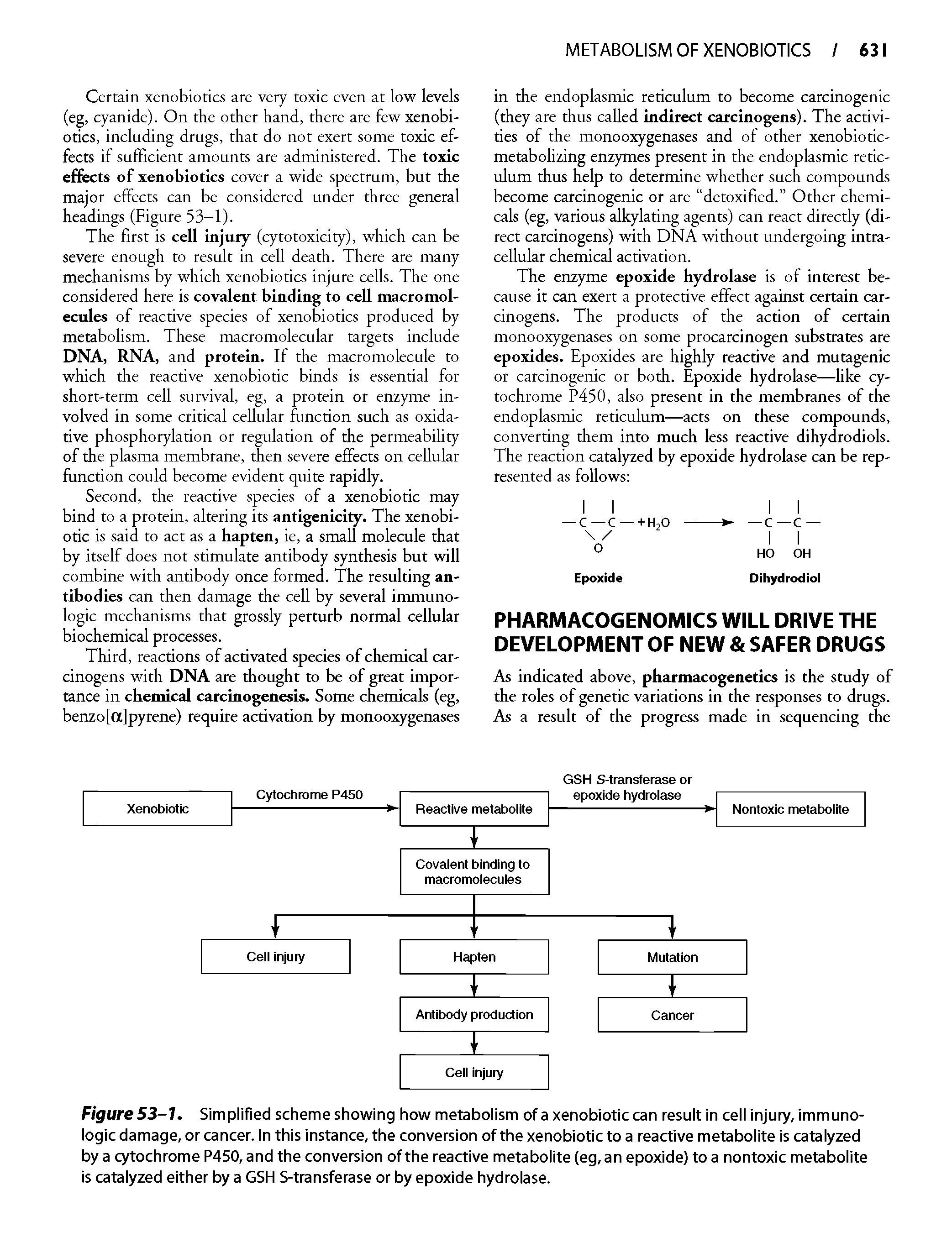 Figure 53-1. Simplified scheme showing how metabolism of a xenobiotic can result in cell injury, immunologic damage, or cancer. In this instance, the conversion of the xenobiotic to a reactive metabolite is catalyzed by a cytochrome P450,and the conversion of the reactive metabolite (eg, an epoxide) to a nontoxic metabolite is catalyzed either by a GSH S-transferase or by epoxide hydrolase.