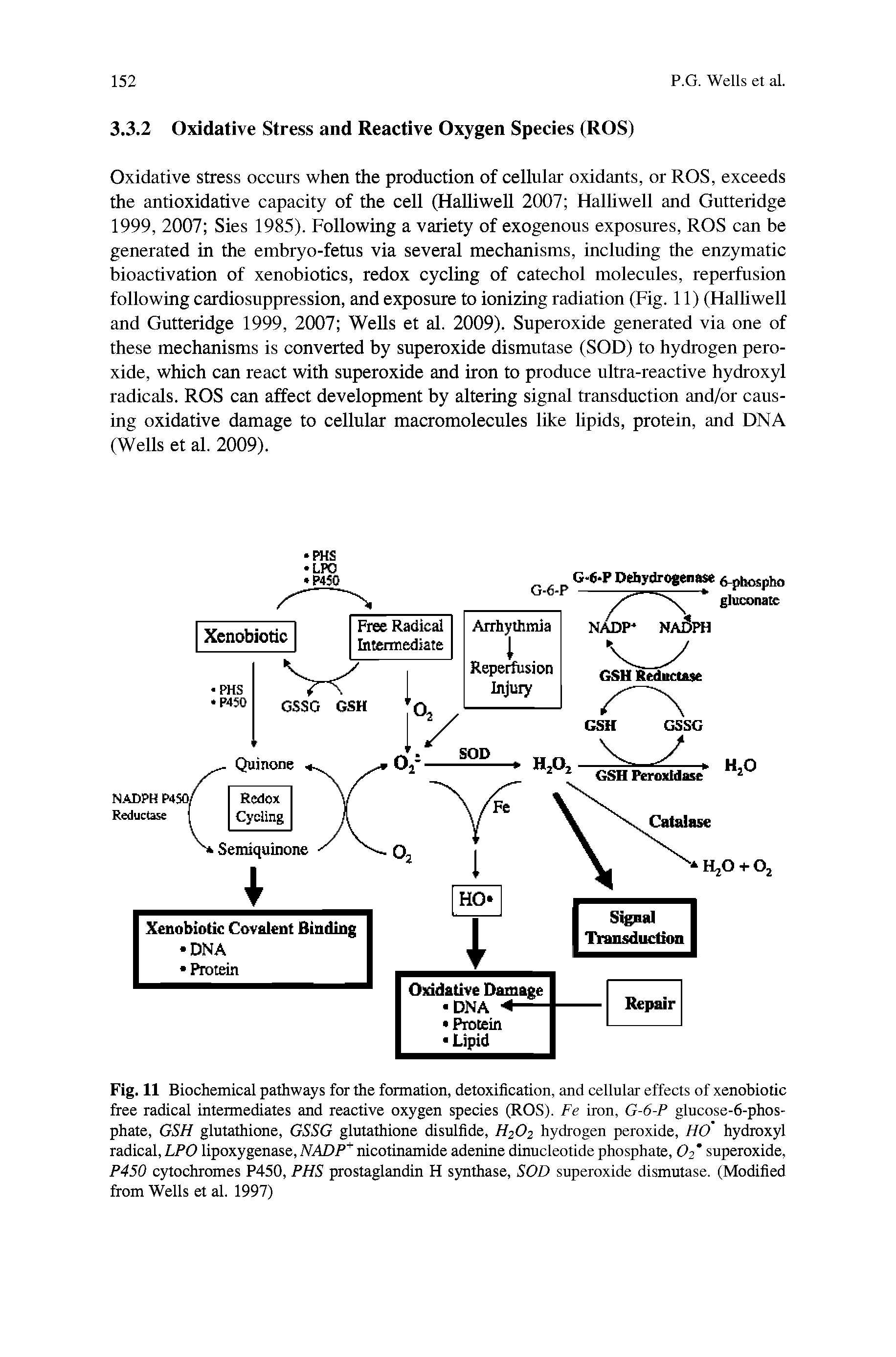 Fig. 11 Biochemical pathways for the formation, detoxification, and cellular effects of xenobiotic free radical intermediates and reactive oxygen species (ROS). Fe iron, G-6-P glucose-6-phos-phate, GSH glutathione, GSSG glutathione disulfide, H2O2 hydrogen peroxide, FIO hydroxyl radical, LPO lipoxygenase, NADP nicotinamide adenine dinucleotide phosphate, O2 superoxide, P450 cytochromes P450, PHS prostaglandin H synthase, SOD superoxide dismutase. (Modified from Wells et al. 1997)...