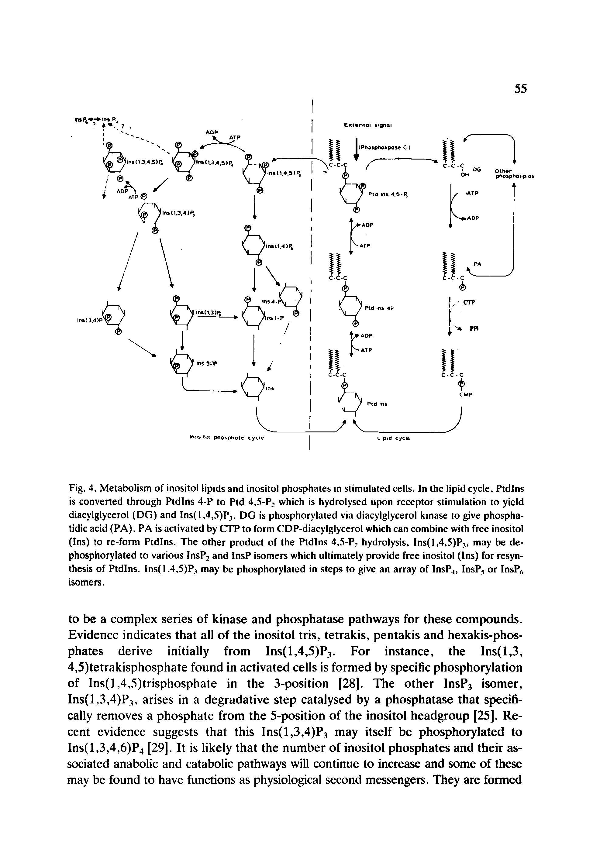 Fig. 4. Metabolism of inositol lipids and inositol phosphates in stimulated cells. In the lipid cycle. Ptdlns is converted through Ptdlns 4-P to Ptd 4,5-P, which is hydrolysed upon receptor stimulation to yield diacylglycerol (DG) and Ins(1.4,5)P,. DG is phosphorylated via diacylglycerol kinase to give phospha-tidic acid (PA). PA is activated by CTP to form CDP-diacylglycerol which can combine with free inositol (Ins) to re-form Ptdlns. The other product of the Ptdlns 4,5-P, hydrolysis, Ins(l,4,5)P, may be de-phosphorylated to various InsP2 and InsP isomers which ultimately provide free inositol (Ins) for resynthesis of Ptdlns. Ins(l,4,5)Pj may be phosphorylated in steps to give an array of InsP4, InsP, or InsP6 isomers.