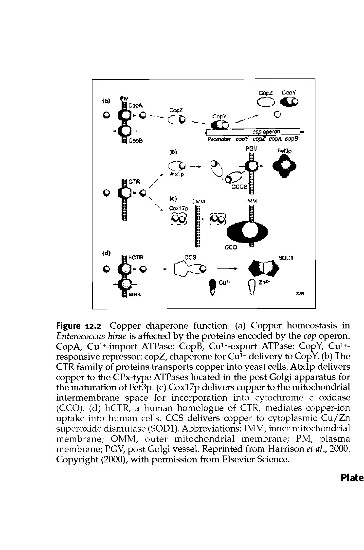 Figure 12.2 Copper chaperone function, (a) Copper homeostasis in Enterococcus hirae is affected by the proteins encoded by the cop operon. CopA, Cu1+-import ATPase CopB, Cu1+-export ATPase CopY, Cu1+-responsive repressor copZ, chaperone for Cu1+ delivery to CopY. (b) The CTR family of proteins transports copper into yeast cells. Atxlp delivers copper to the CPx-type ATPases located in the post Golgi apparatus for the maturation of Fet3p. (c) Coxl7p delivers copper to the mitochondrial intermembrane space for incorporation into cytochrome c oxidase (CCO). (d) hCTR, a human homologue of CTR, mediates copper-ion uptake into human cells. CCS delivers copper to cytoplasmic Cu/Zn superoxide dismutase (SOD1). Abbreviations IMM, inner mitochondrial membrane OMM, outer mitochondrial membrane PM, plasma membrane PGV, post Golgi vessel. Reprinted from Harrison et al., 2000. Copyright (2000), with permission from Elsevier Science.