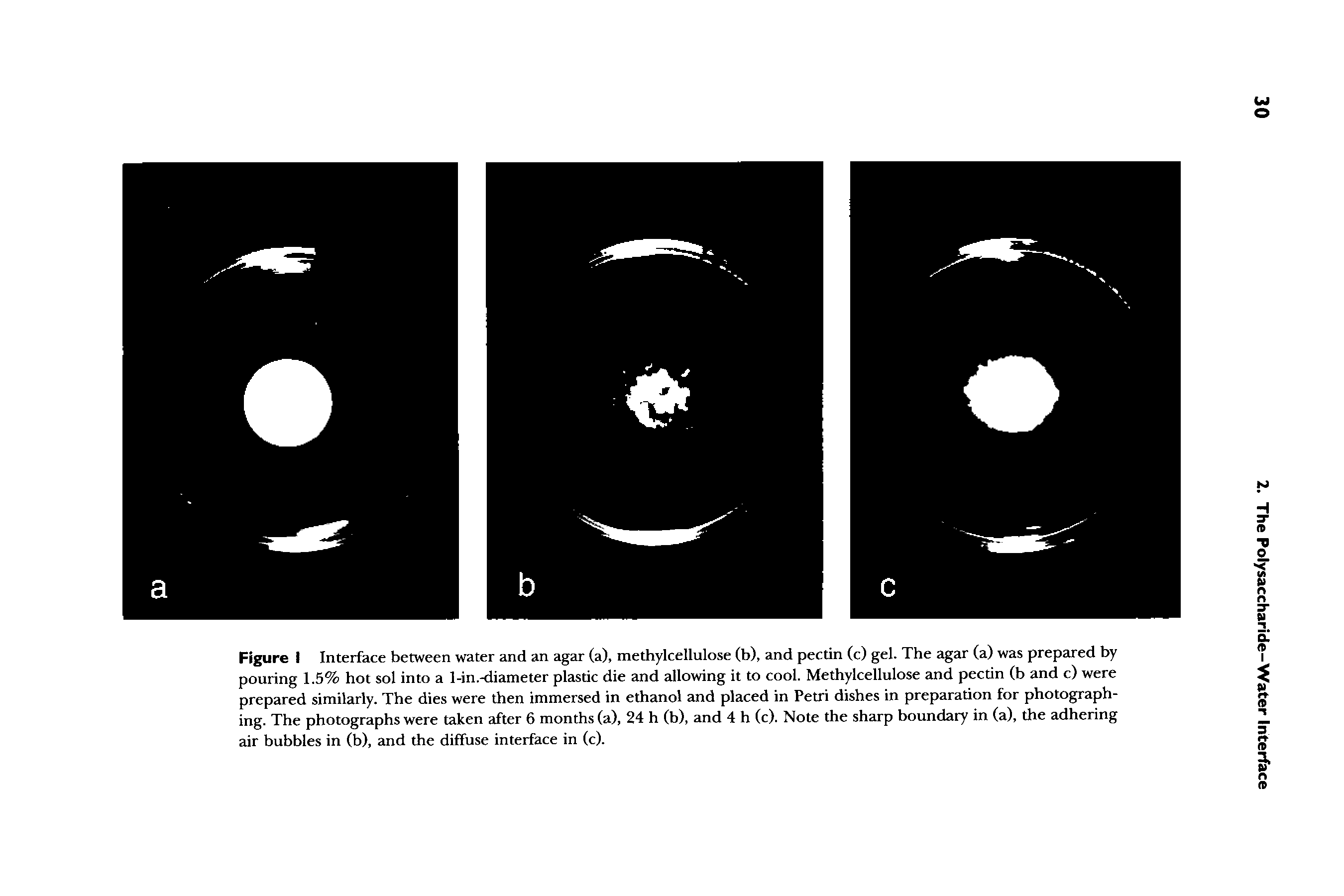 Figure I Interface between water and an agar (a), methylcellulose (b), and pectin (c) gel. The agar (a) was prepared by pouring 1.5% hot sol into a l-in.-diameter plastic die and allowing it to cool. Methylcellulose and pectin (b and c) were prepared similarly. The dies were then immersed in ethanol and placed in Petri dishes in preparation for photographing. The photographs were taken after 6 months (a), 24 h (b), and 4 h (c). Note the sharp boundary in (a), the adhering air bubbles in (b), and the diffuse interface in (c).