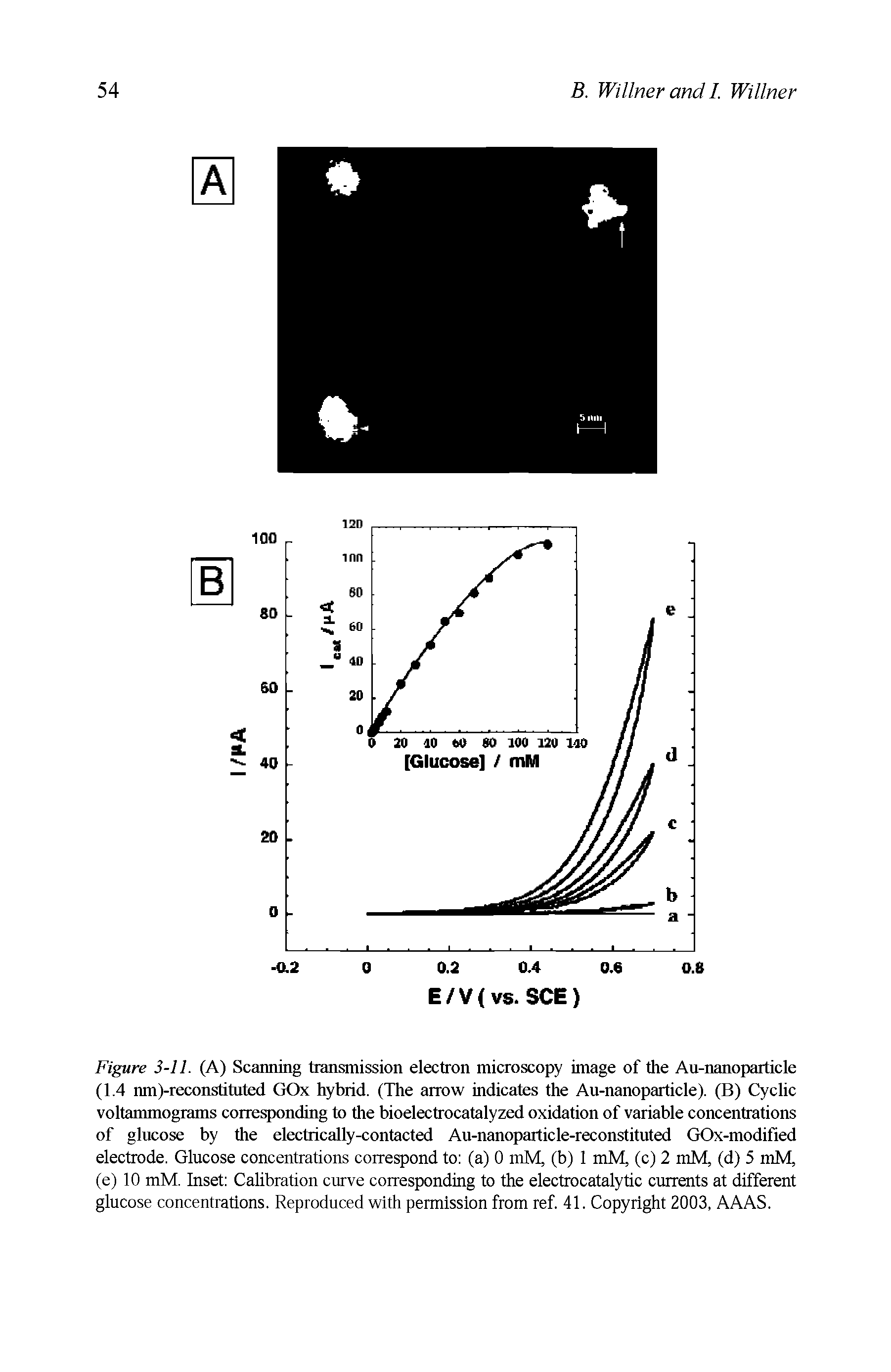 Figure 3-11. (A) Scanning transmission electron microscopy image of tlie Au-nanoparticle (1.4 nm (-reconstituted GOx hybrid. (The arrow indicates the Au-nanoparticle). (B) Cyclic voltammograms corresponding to the bioelectrocatalyzed oxidation of variable concentrations of glucose by tire electrically-contacted Au-nanoparticle-reconstituted GOx-modified electrode. Glucose concentrations correspond to (a) 0 mM, (b) 1 mM, (c) 2 mM, (d) 5 mM, (e) 10 mM. Inset Calibration curve corresponding to the electrocatalytic currents at different glucose concentrations. Reproduced with permission from ref. 41. Copyright 2003, AAAS.