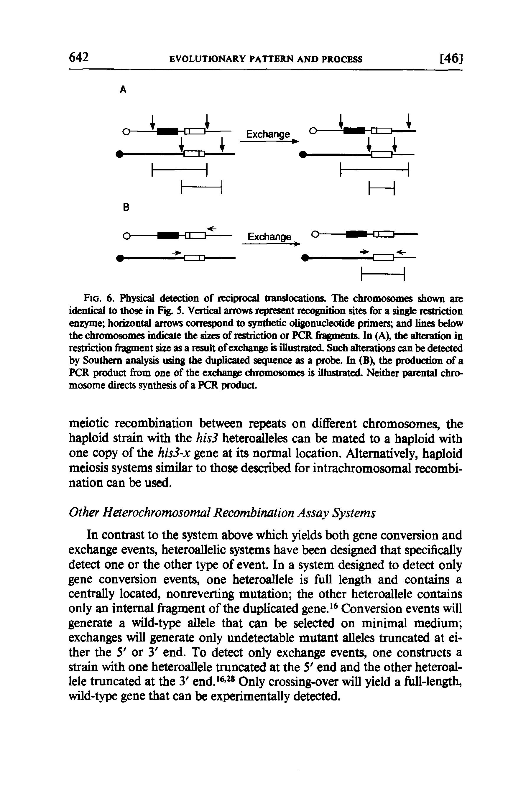 Fig. 6. Physical detection of reciprocal translocations. The chromosomes shown are identical to those in Fig. S. Vertical arrows represent recognition sites for a single restriction enzyme horizontal arrows correspond to synthetic oligonucleotide primers and lines below the chromosomes indicate the sizes of restriction or PCR fragments. In (A), the alteration in restriction fragment size as a result of exchange is illustrated. Such alterations can be detected by Southern analysis using the duplicated sequence as a probe. In (B), the production of a PCR product from one of the exchange chromosomes is illustrated. Neither parental chromosome directs synthesis of a PCR product.