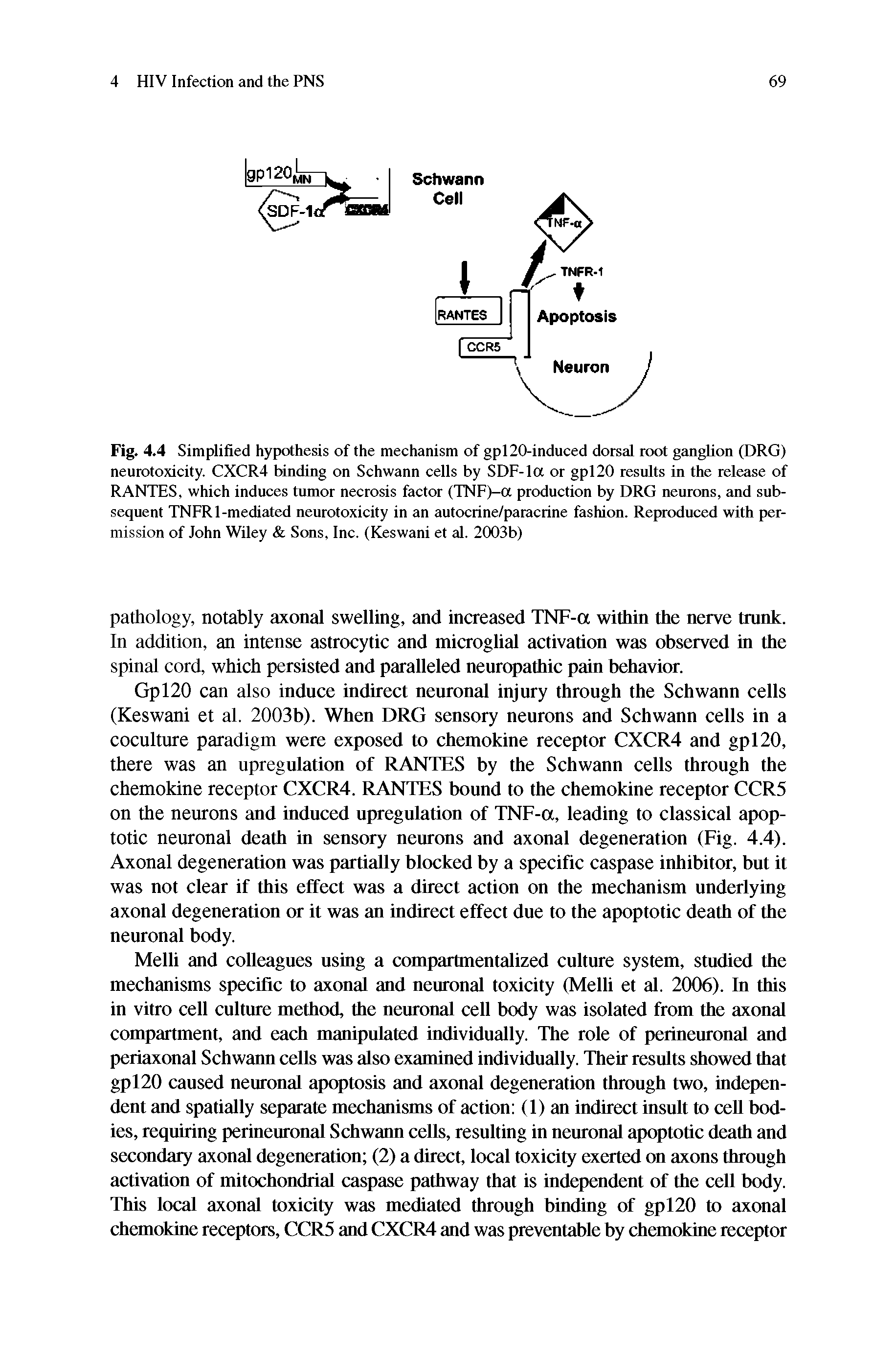 Fig. 4.4 Simplified hypothesis of the mechanism of gpI20-induced dorsal root gangUon (DRG) neurotoxicity. CXCR4 binding on Schwann cells by SDF-Ia or gpI20 results in the release of RANTES, which induces tumor necrosis factor (TNF)-a production by DRG neurons, and subsequent TNFRl-mediated neurotoxicity in an autocrine/paracrine fashion. Reproduced with permission of John Wiley Sons, Inc. (Keswani et al. 2003b)...