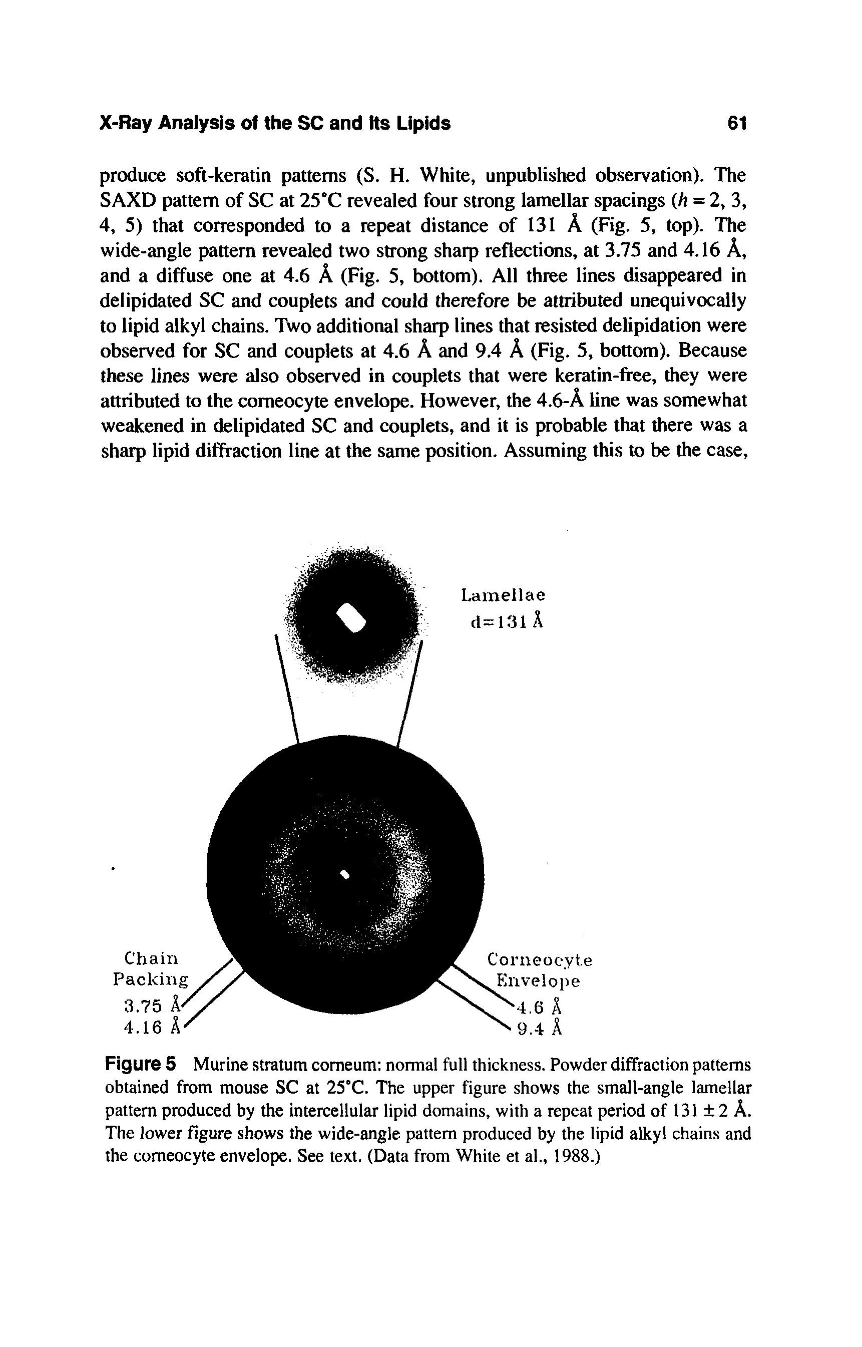 Figure 5 Murine stratum comeum normal full thickness. Powder diffraction patterns obtained from mouse SC at 25°C. The upper figure shows the small-angle lamellar pattern produced by the intercellular lipid domains, with a repeat period of 131 2 A. The lower figure shows the wide-angle pattern produced by the lipid alkyl chains and the comeocyte envelope. See text. (Data from White et al., 1988.)...