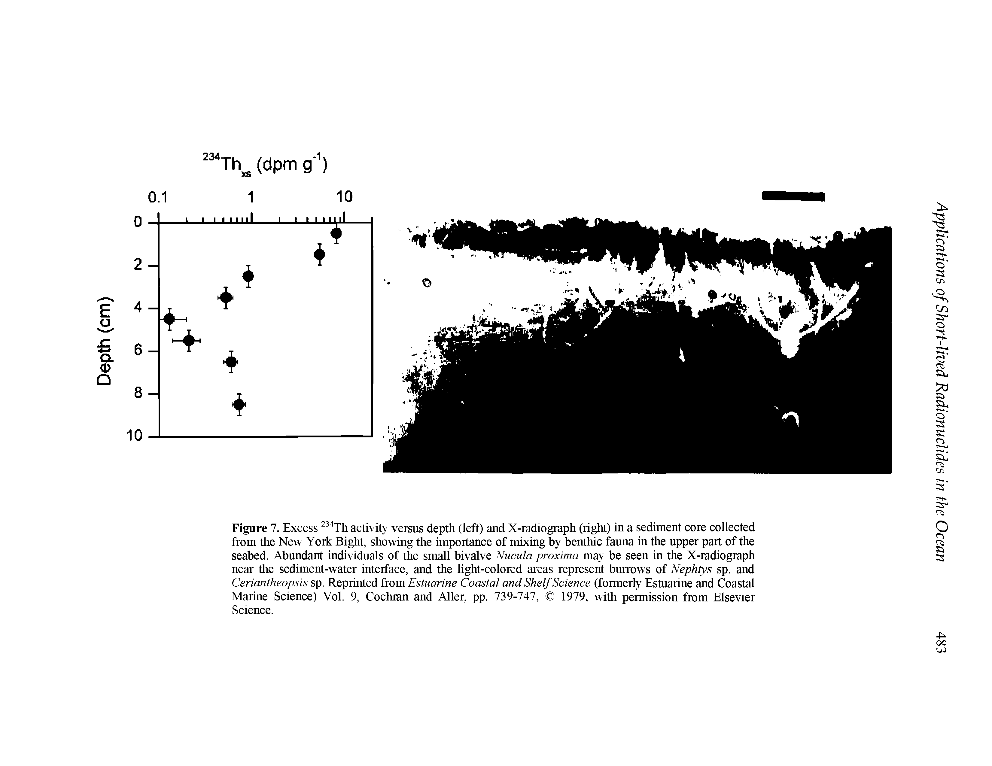 Figure 7. Excess activity versus depth (left) and X-radiograph (right) in a sediment core collected from the New York Bight, showing the importance of mixing by benthic fauna in the upper part of the seabed. Abundant individnals of the small bivalve Nucula proximo may be seen in the X-radiograph near the sediment-water interface, and the light-colored areas represent bnrrows of Nephtys sp. and Ceriantheopsis sp. Reprinted from Estuarine Coastal and Shelf Science (formerly Estuarine and Coastal Marine Science) Vol. 9, Cochran and Aller, pp. 739-747, 1979, with permission from Elsevier Science.