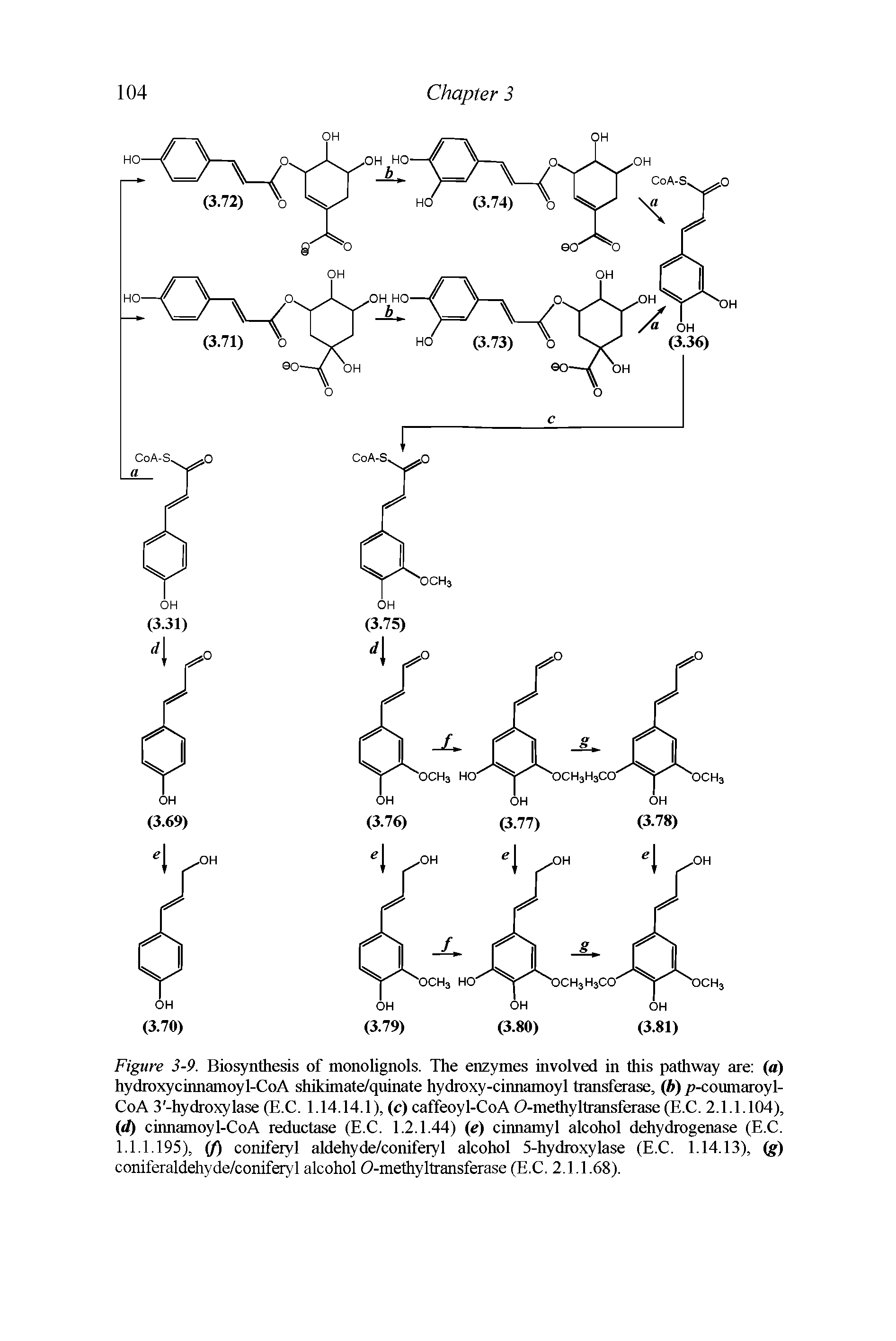Figure 3-9. Biosynthesis of monolignols. The enzymes involved in this pathway are ( ) hydroxycinnamoyl-CoA shikimate/quinate hydroxy-cinnamoyl transferase, (b) p-coumaroyl-CoA 3 -hydroxylase (E.C. 1.14.14.1), (c) caffeoyl-CoA O-methy 1 Iranslerasc (E.C. 2.1.1.104), (d) cinnamoyl-CoA reductase (E.C. 1.2.1.44) (e) cinnamyl alcohol dehydrogenase (E.C. 1.1.1.195), (f) coniferyl aldehyde/coniferyl alcohol 5-hydroxylase (E.C. 1.14.13), (g) coniferaldehyde/coniferyl alcohol O-methyltransferase (E.C. 2.1.1.68).