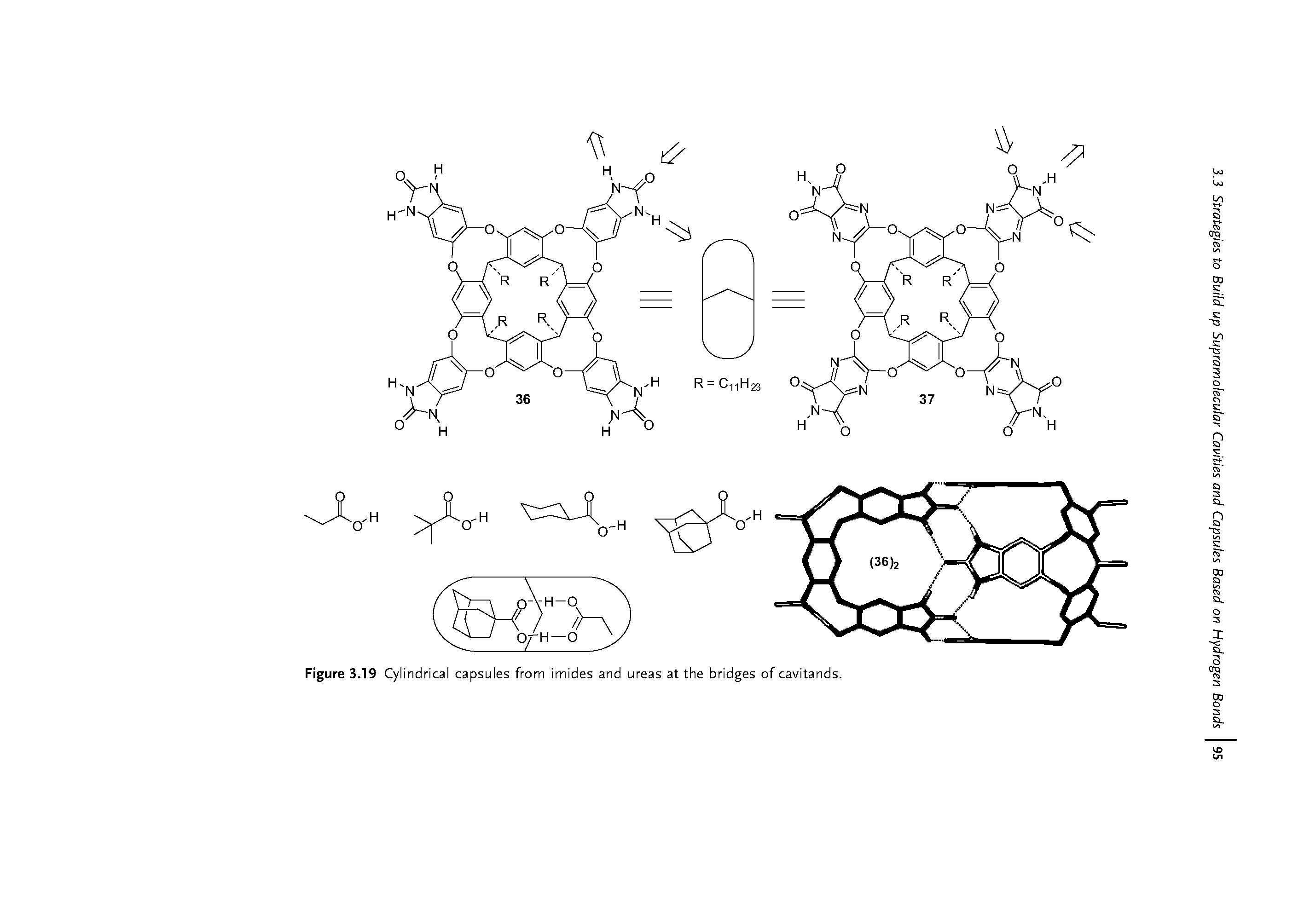 Figure 3.19 Cylindrical capsules from imides and ureas at the bridges of cavitands.