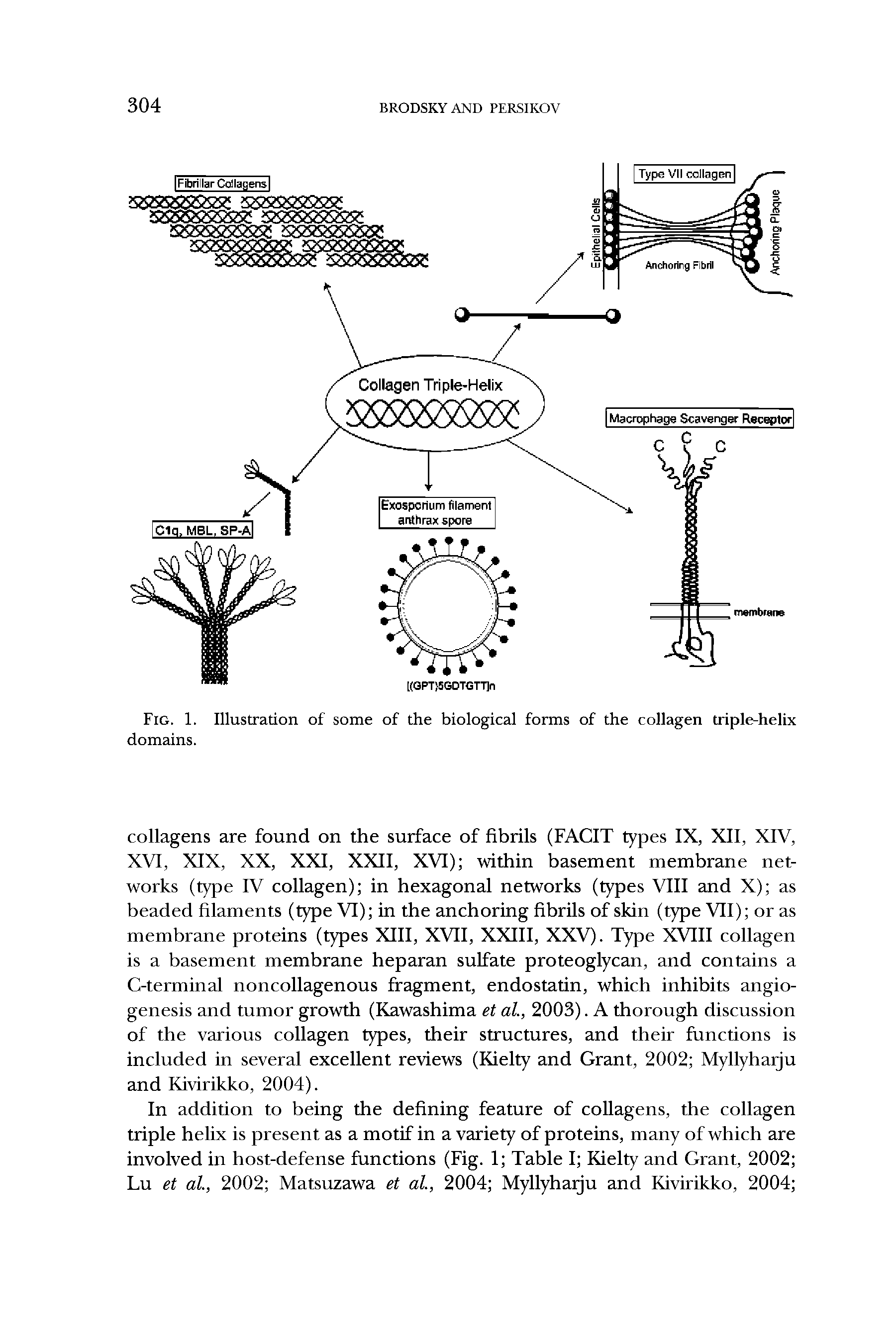 Fig. 1. Illustration of some of the biological forms of the collagen triple-helix domains.