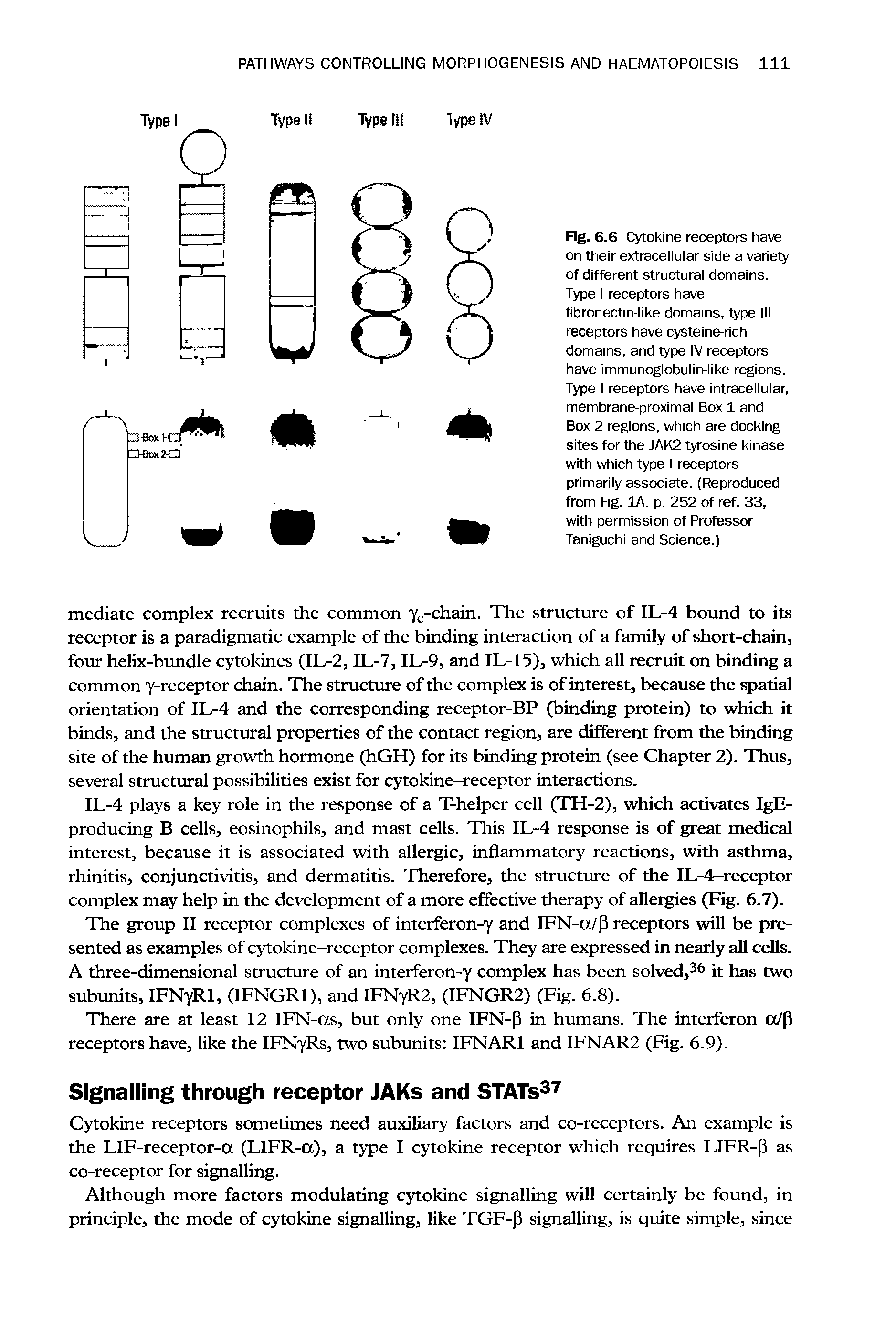 Fig. 6.6 Cytokine receptors have on their extracellular side a variety of different structural domains. Type I receptors have fibronectin-like domains, type III receptors have cysteine-rich domains, and type IV receptors have immunoglobulin-like regions. Type I receptors have intracellular, membrane-proximal Box 1 and Box 2 regions, which are docking sites for the JAK2 tyrosine kinase with which type I receptors primarily associate. (Reproduced from Fig. lA. p. 252 of ref. 33, with permission of Professor Taniguchi and Science.)...