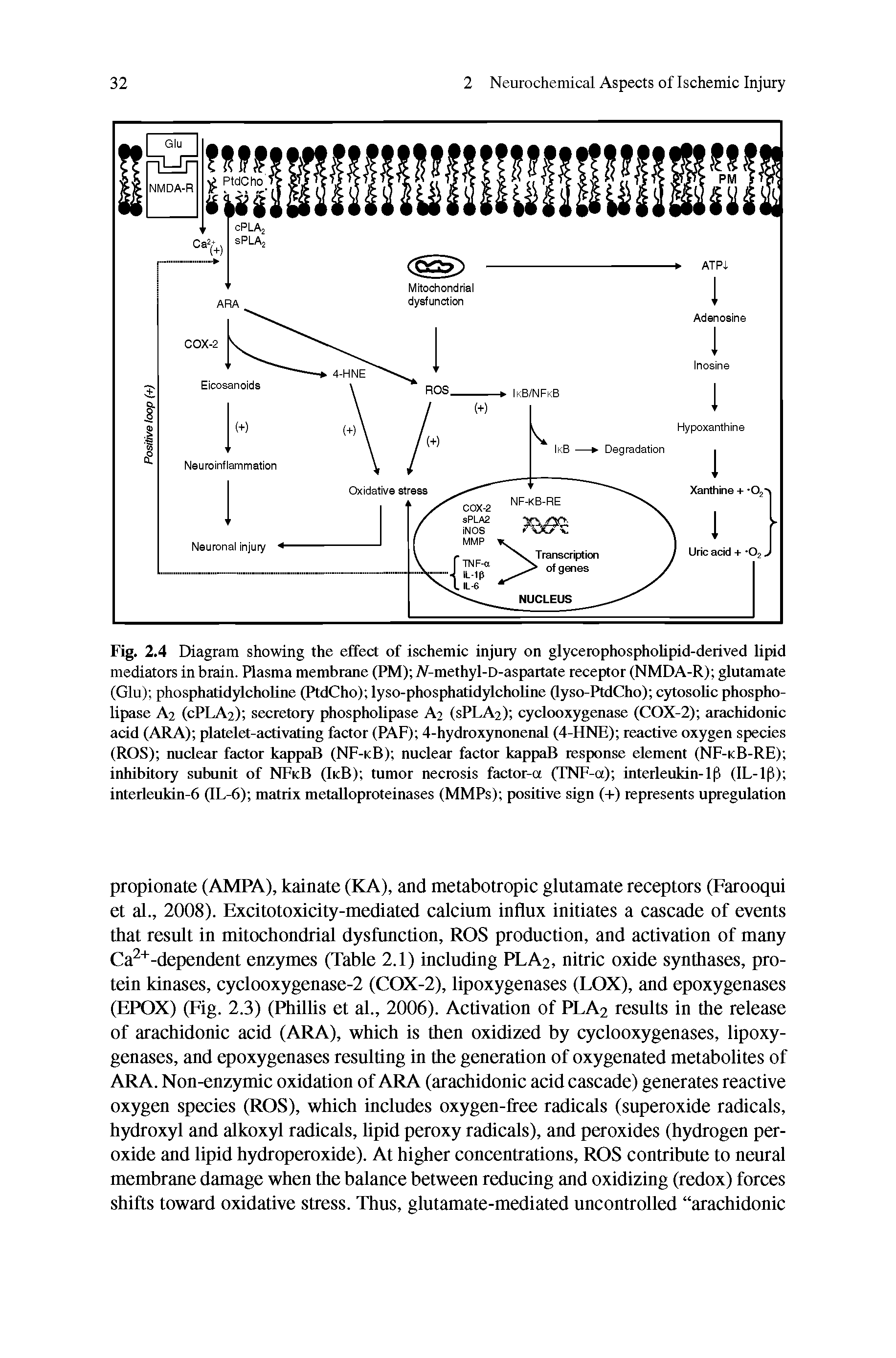 Fig. 2.4 Diagram showing the effect of ischemic injury on glycerophospholipid-derived iipid mediators in brain. Plasma membrane (PM) iV-methyl-D-aspartate receptor (NMDA-R) giuteimate (GIu) phosphatidylcholine (PtdCho) lyso-phosphatidylcholine (lyso-PtdCho) cytosolic phospholipase A2 (CPLA2) secretory phospholipase A2 (SPLA2) cyclooxygenase (COX-2) arachidonic add (ARA) platelet-activating factor (RAF) 4-hydroxynonenal (4-HNE) reactive oxygen species (ROS) nuclear factor kappaB (NF-kB) nuclear factor kappaB response element (NF-kB-RE) inhibitory subunit of NFkB (IkB) tumor necrosis factor-a (TNF-a) interleukin-ip (IL-ip) interleukin-6 (IL-6) matrix metaUoproteinases (MMPs) positive sign (+) represents upregulation...