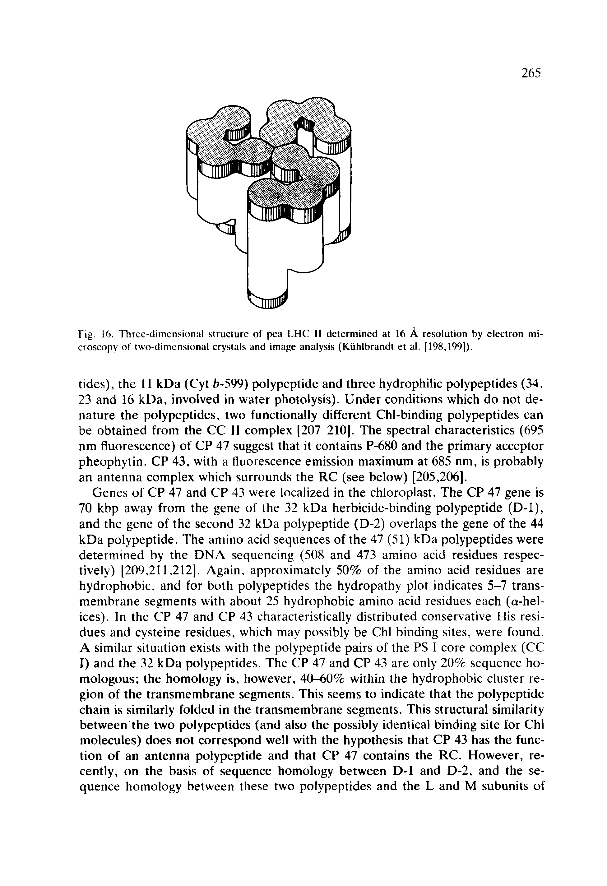 Fig. 16. Three-dimcnsioiiiil structure of pea LHC II determined at 16 A resolution by electron microscopy of two-dimensional crystals and image analysis (Kiihlbrandt et al. [198,199]).