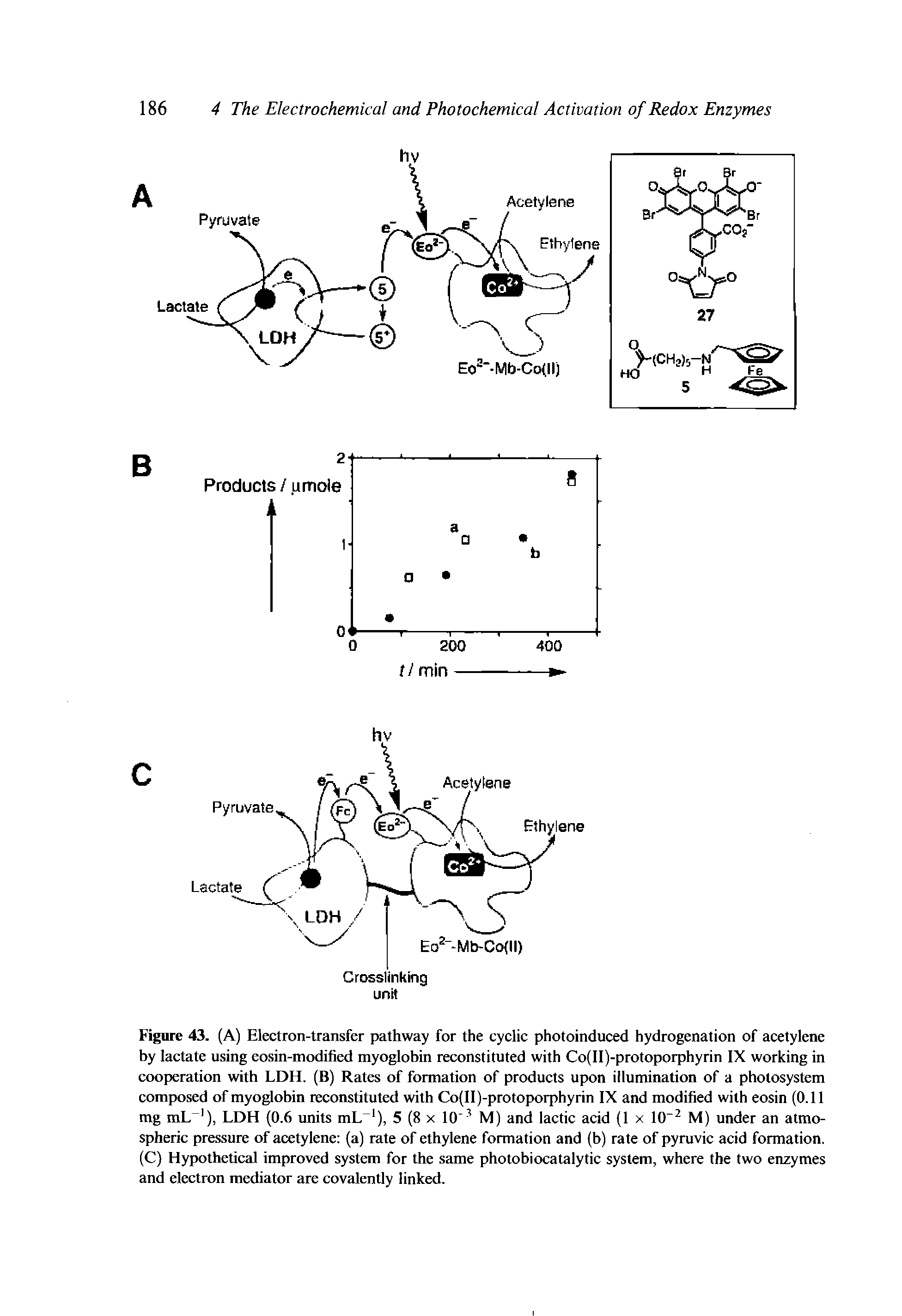 Figure 43. (A) Electron-transfer pathway for the cyclic photoinduced hydrogenation of acetylene by lactate using eosin-modified myoglobin reconstituted with Co(II)-protoporphyrin IX working in cooperation with LDH. (B) Rates of formation of products upon illumination of a photosystem composed of myoglobin reconstituted with Co(II)-protoporphyrin IX and modified with eosin (0.11 mg mL ), LDH (0.6 units mL ), 5 (8 x 10 M) and lactic acid (1 x 10 M) under an atmospheric pressure of acetylene (a) rate of ethylene formation and (b) rate of pyruvic acid formation. (C) Hypothetical improved system for the same photobiocatalytic system, where the two enzymes and electron mediator are covalently linked.