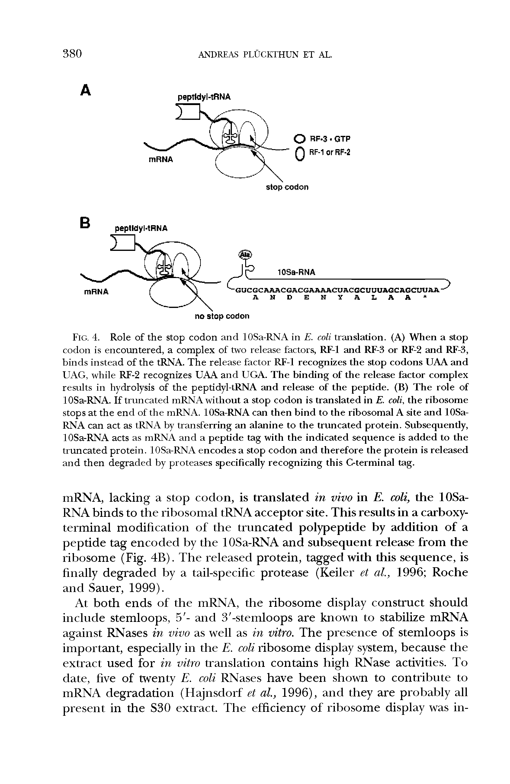 Fig. 4. Role of the stop codon and lOSa-RNA in E. coli translation. (A) When a stop codon is encountered, a complex of two release factors, RF-1 and RF-3 or RF-2 and RF-3, binds instead of the tRNA. The release factor RF-1 recognizes the stop codons UAA and UAG, while RF-2 recognizes UAA and UGA. The binding of the release factor complex results in hydrolysis of the peptidyl-tRNA and release of the peptide. (B) The role of lOSa-RNA. If truncated mRNA without a stop codon is translated in E. coli, the ribosome stops at the end of the mRNA. lOSa-RNA can then bind to the ribosomal A site and lOSa-RNA can act as tRNA by transferring an alanine to the truncated protein. Subsequently, lOSa-RNA acts as mRNA and a peptide tag with the indicated sequence is added to the truncated protein. lOSa-RNA encodes a stop codon and therefore the protein is released and then degraded by proteases specifically recognizing this C-terminal tag.