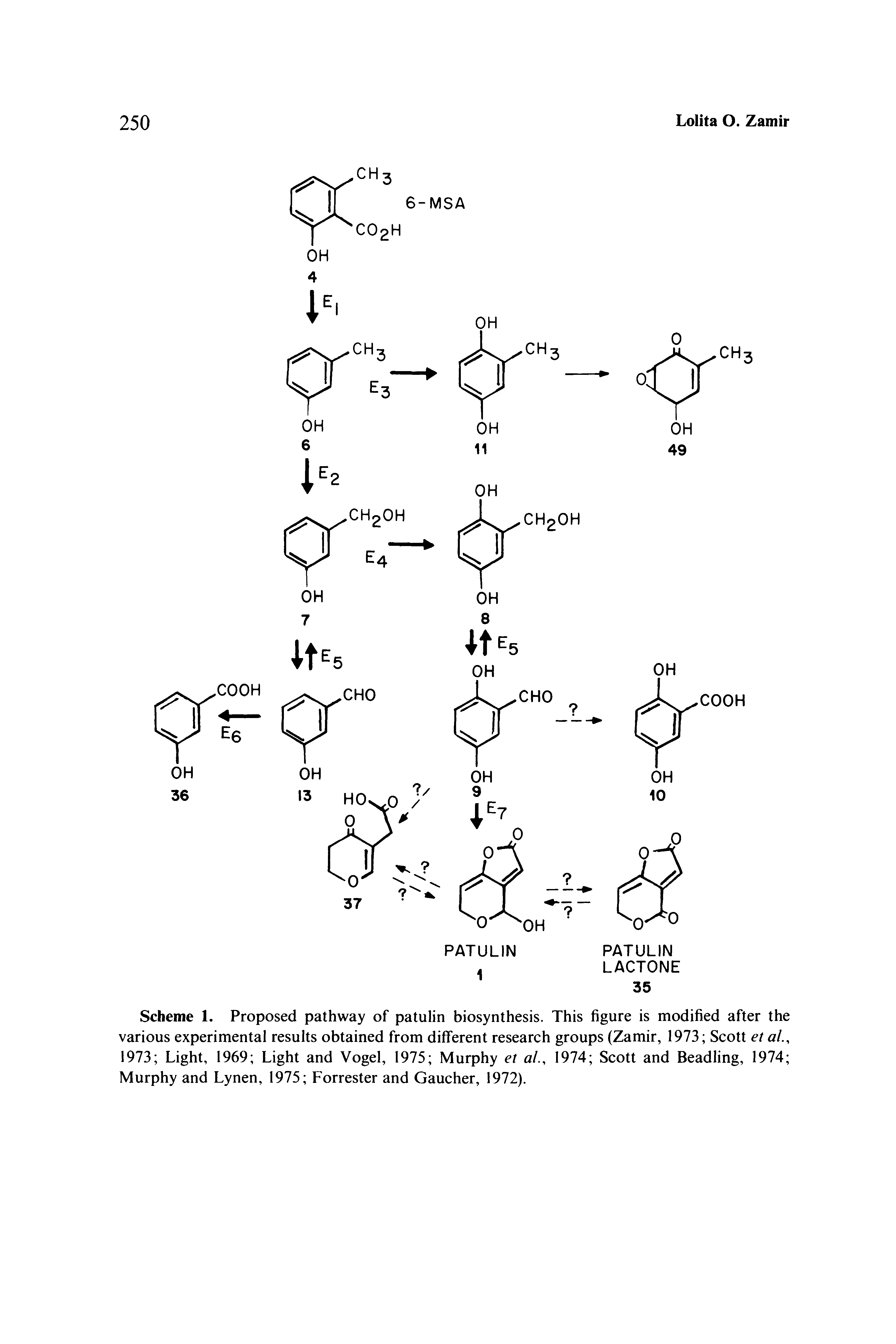 Scheme 1. Proposed pathway of patulin biosynthesis. This figure is modified after the various experimental results obtained from different research groups (Zamir, 1973 Scott et ai, 1973 Light, 1969 Light and Vogel, 1975 Murphy et al., 1974 Scott and Beadling, 1974 Murphy and Lynen, 1975 Forrester and Gaucher, 1972).