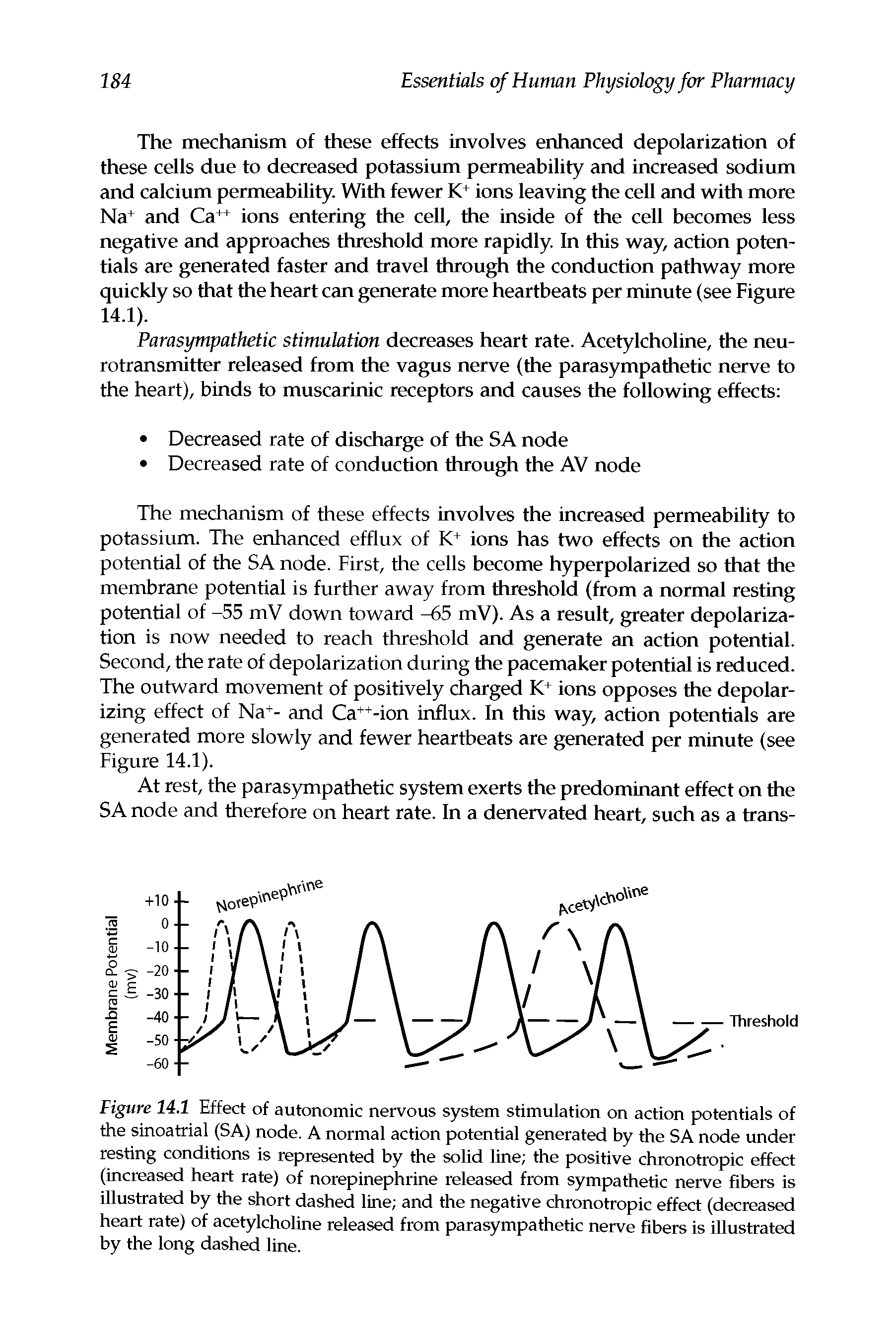 Figure 14.1 Effect of autonomic nervous system stimulation on action potentials of the sinoatrial (SA) node. A normal action potential generated by the SA node under resting conditions is represented by the solid line the positive chronotropic effect (increased heart rate) of norepinephrine released from sympathetic nerve fibers is illustrated by the short dashed line and the negative chronotropic effect (decreased heart rate) of acetylcholine released from parasympathetic nerve fibers is illustrated by the long dashed line.