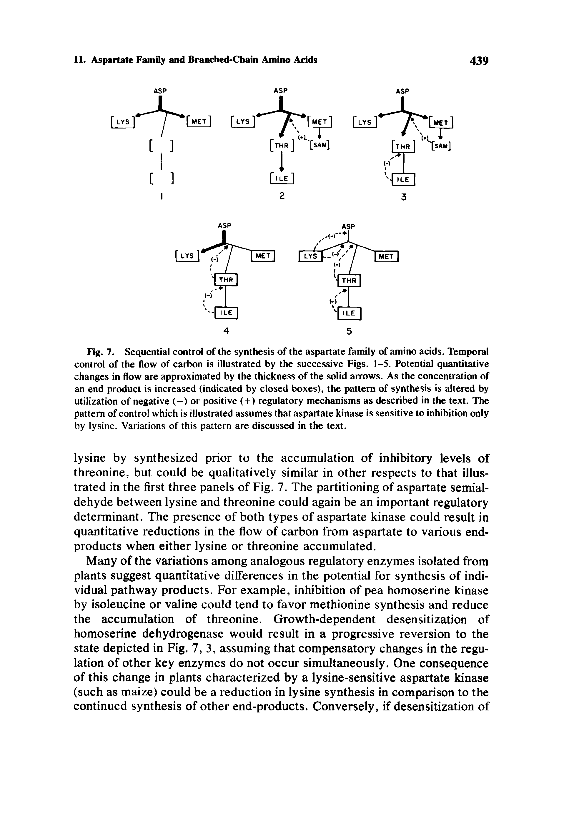 Fig. 7. Sequential control of the synthesis of the aspartate family of amino adds. Temporal control of the flow of carbon is illustrated by the successive Figs. 1-5. Potential quantitative changes in flow are approximated by the thickness of the solid arrows. As the concentration of an end product is increased (indicated by closed boxes), the pattern of synthesis is altered by utilization of negative (-) or positive (+) regulatory mechanisms as described in the text. The pattern of control which is illustrated assumes that aspartate kinase is sensitive to inhibition only by lysine. Variations of this pattern are discussed in the text.