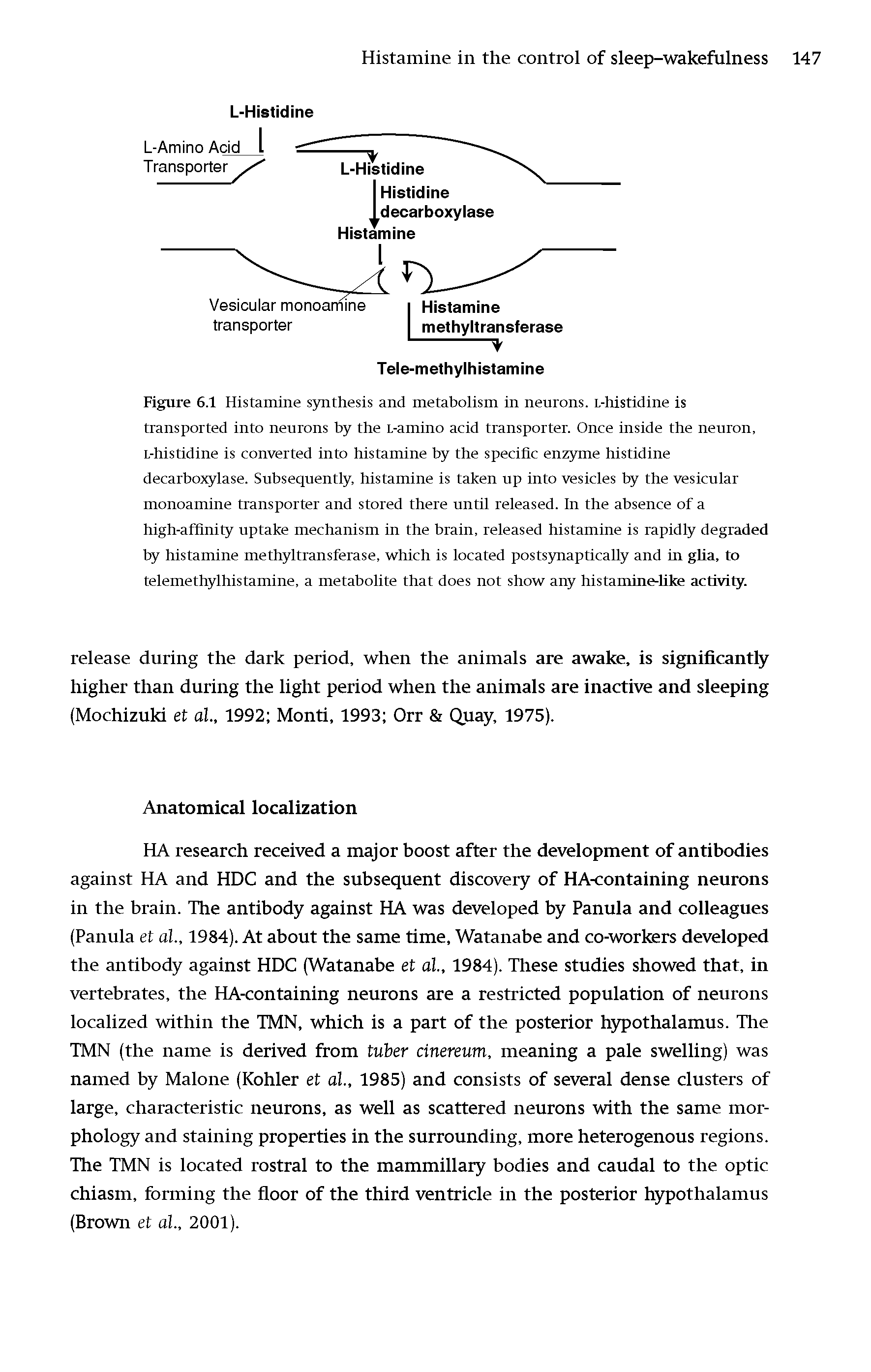 Figure 6.1 Histamine synthesis and metabolism in neurons. L-histidine is transported into neurons by the L-amino acid transporter. Once inside the neuron, L-histidine is converted into histamine by the specific enzyme histidine decarboxylase. Subsequently, histamine is taken up into vesicles by the vesicular monoamine transporter and stored there until released. In the absence of a high-affinity uptake mechanism in the brain, released histamine is rapidly degraded by histamine methyltransferase, which is located postsynaptically and in glia, to telemethylhistamine, a metabolite that does not show any histamine-like activity.