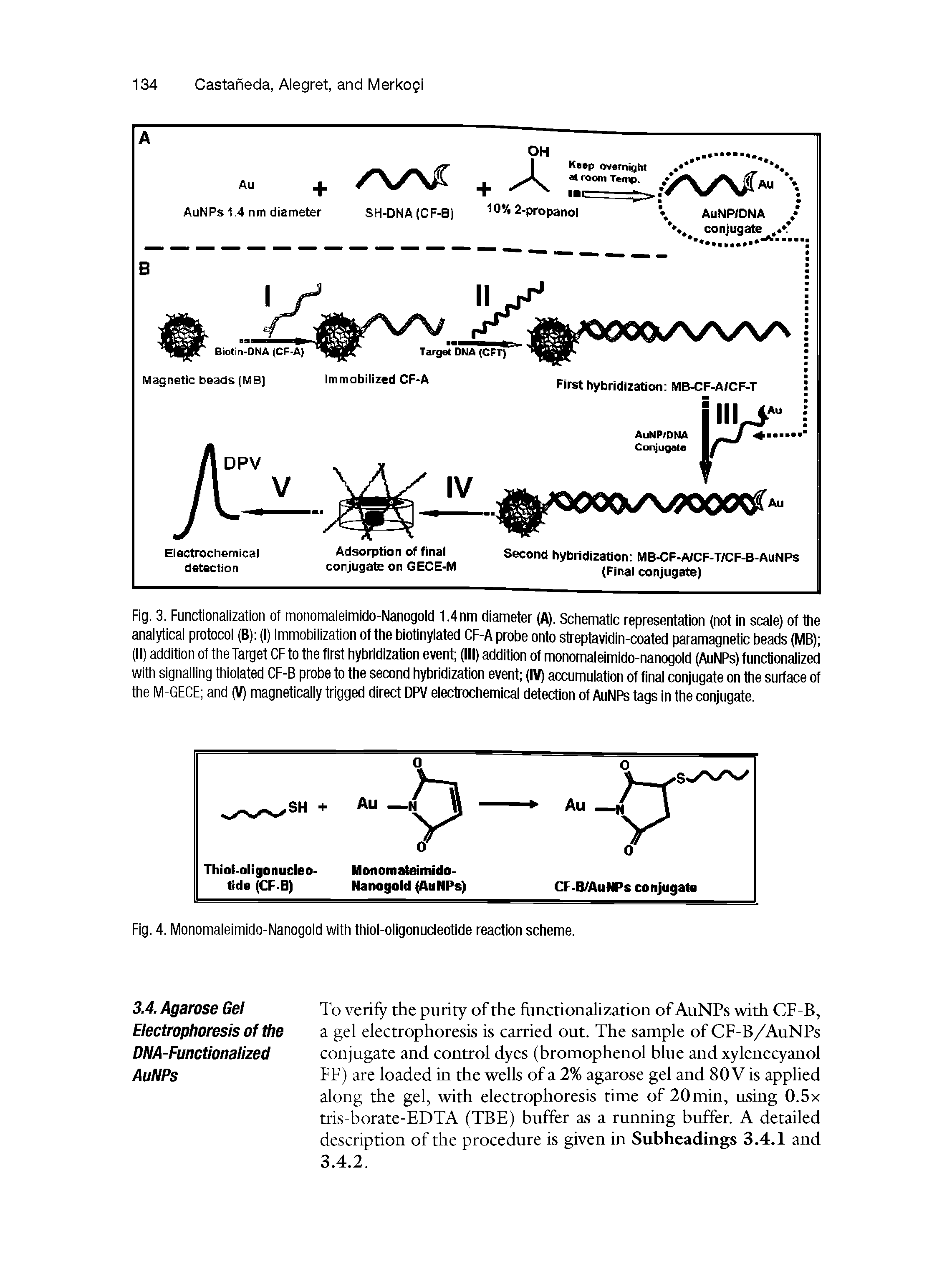 Fig. 3. Functionalization of monomaleimido-Nanogold 1.4nm diameter (A). Schematic representation (not in scale) of the analytical protocol (B) (I) Immobilization of the biotinylated CF-A probe onto streptavidin-coated paramagnetic beads (MB) (II) addition of the Target CF to the first hybridization event (III) addition of monomaleimido-nanogold (AuNPs) functionalized with signalling thiolated CF-B probe to the second hybridization event (IV) accumulation of final conjugate on the surface of the M-GECE and (V) magnetically trigged direct DPV electrochemical detection of AuNPs tags in the conjugate.