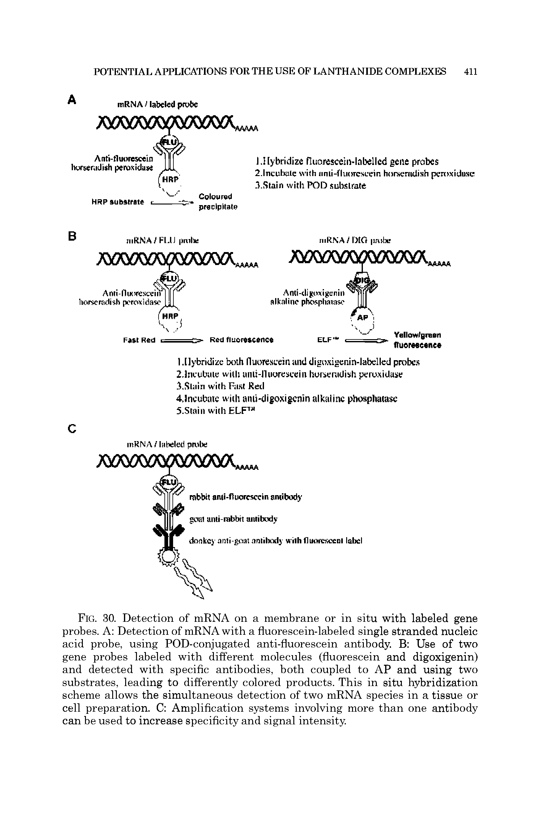 Fig. 30. Detection of mRNA on a membrane or in situ with labeled gene probes. A Detection of mRNA with a fluorescein-labeled single stranded nucleic acid probe, using POD-conjugated anti-fluorescein antibody. B Use of two gene probes labeled with different molecules (fluorescein and digoxigenin) and detected with specific antibodies, both coupled to AP and using two substrates, leading to differently colored products. This in situ hybridization scheme allows the simultaneous detection of two mRNA species in a tissue or cell preparation. C Amplification systems involving more than one antibody can be used to increase specificity and signal intensity.