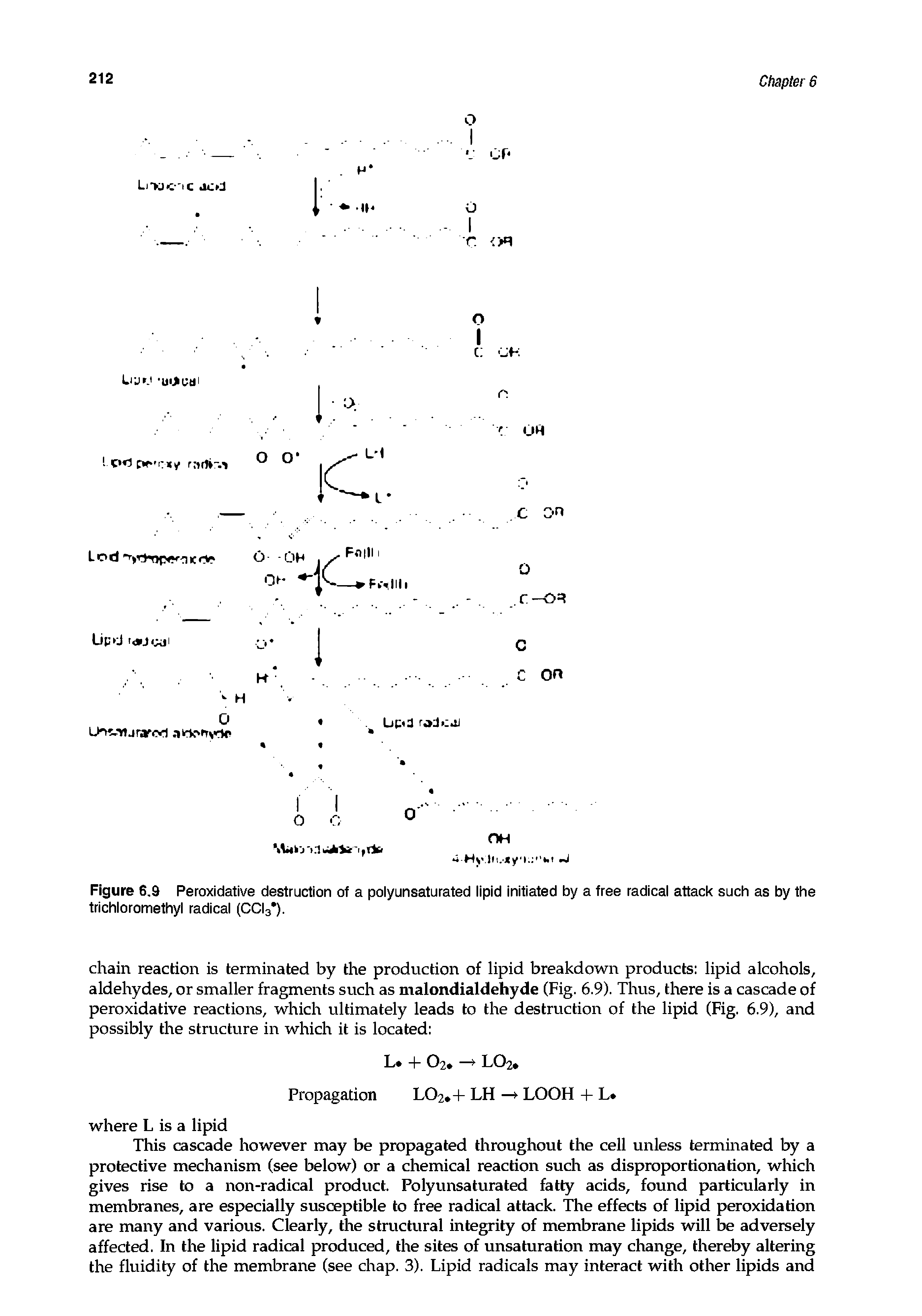 Figure 6.9 Peroxidative destruction of a polyunsaturated lipid initiated by a free radical attack such as by the trichloromethyl radical (CCI3 ).