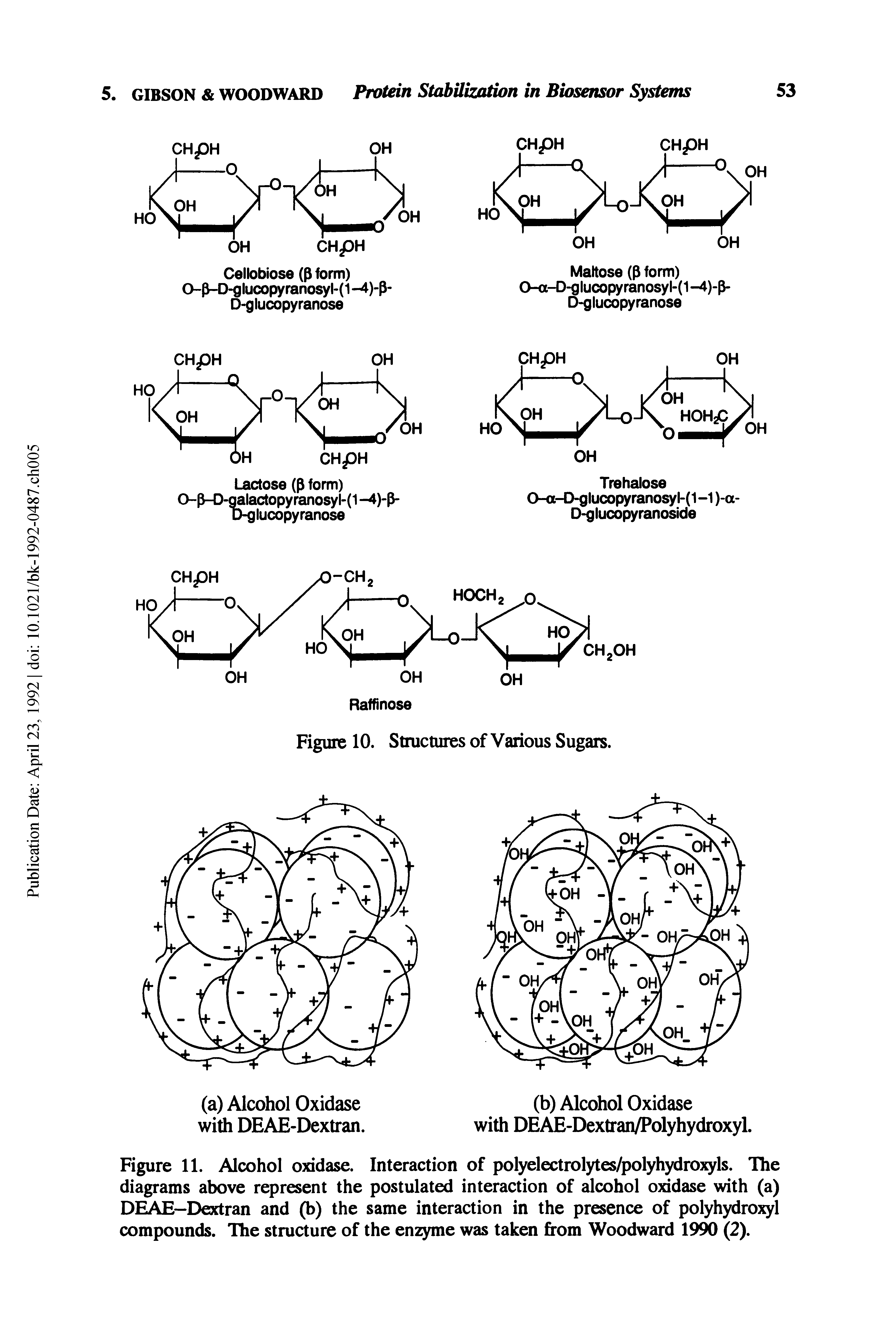 Figure 11. Alcohol oxidase. Interaction of polyelectrolytes/polyhydroxyls. The diagrams above represent the postulated interaction of alcohol oxidase with (a) DEAE—Dextran and (b) the same interaction in the presence of polyhydroxyl compounds. The structure of the enzyme was taken from Woodward 1990 (2).