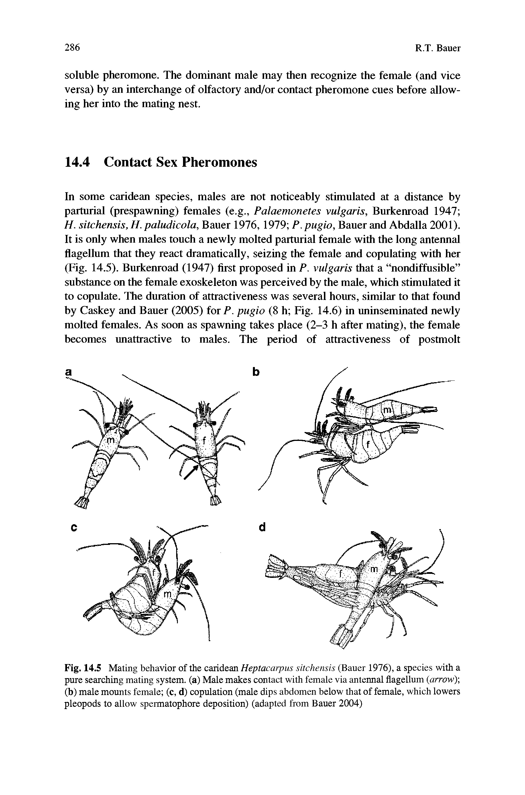 Fig. 14.5 Mating behavior of the caridean Heptacarpus sitchensis (Bauer 1976), a species with a pure searching mating system, (a) Male makes contact with female via antennal flagellum (arrow) (b) male mounts female (c, d) copulation (male dips abdomen below that of female, which lowers pleopods to allow spermatophore deposition) (adapted from Bauer 2004)...