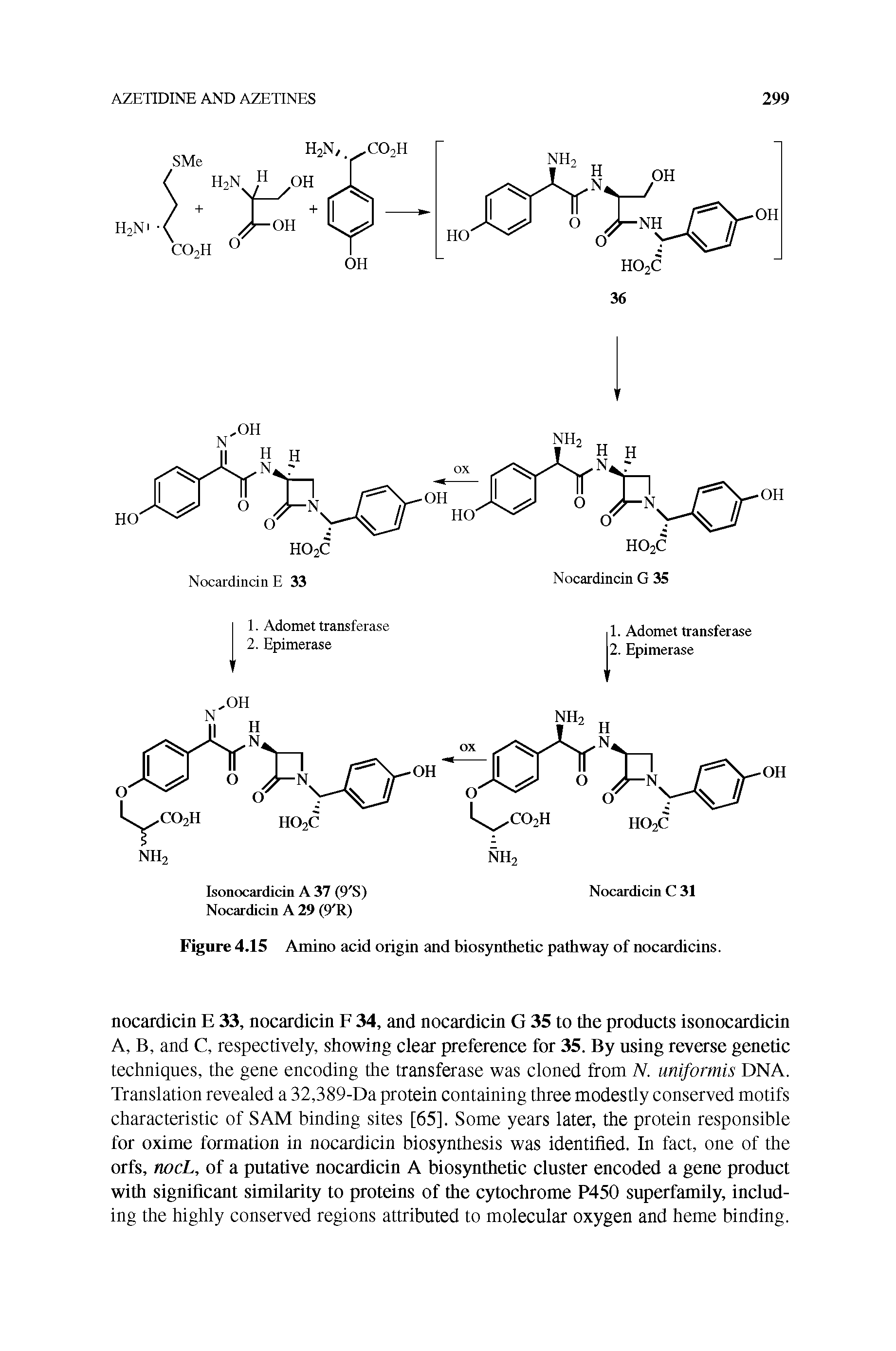 Figure 4.15 Amino acid origin and biosynthetic pathway of nocardicins.