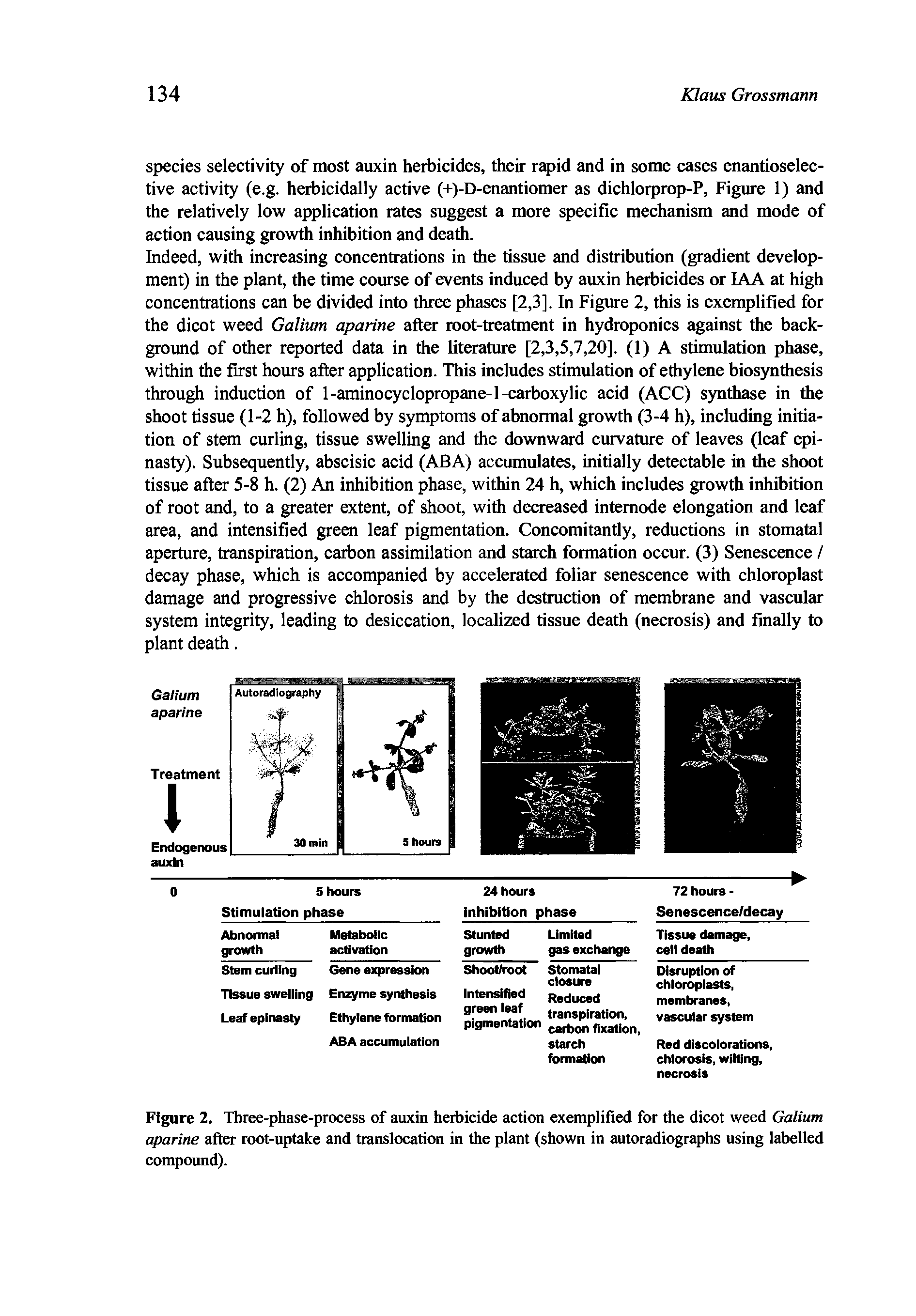 Figure 2. Three-phase-process of auxin herbicide action exemplified for the dicot weed Galium aparine after root-uptake and translocation in the plant (shown in autoradiographs using labelled compound).