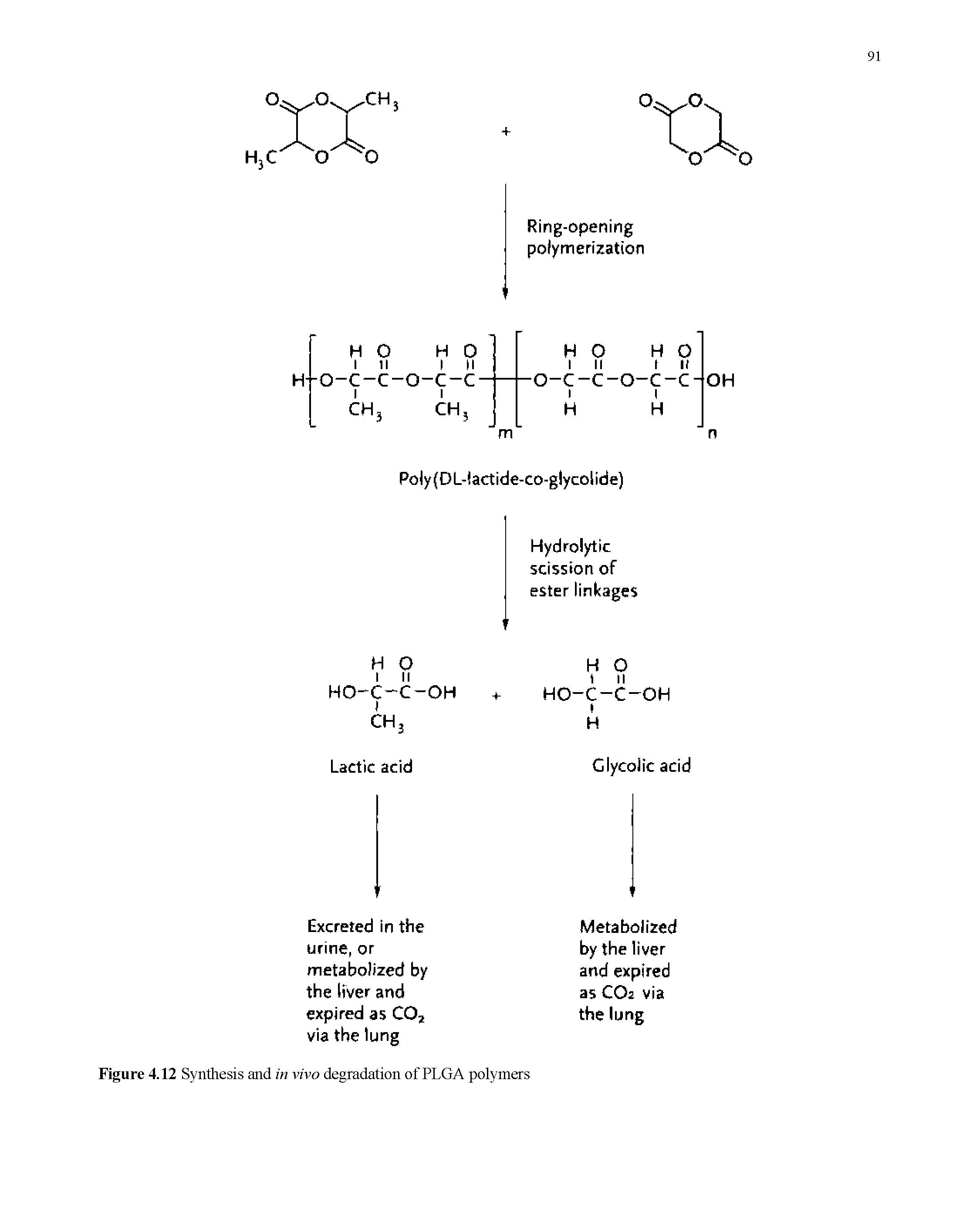 Figure 4.12 Synthesis and in vivo degradation of PLGA polymers...