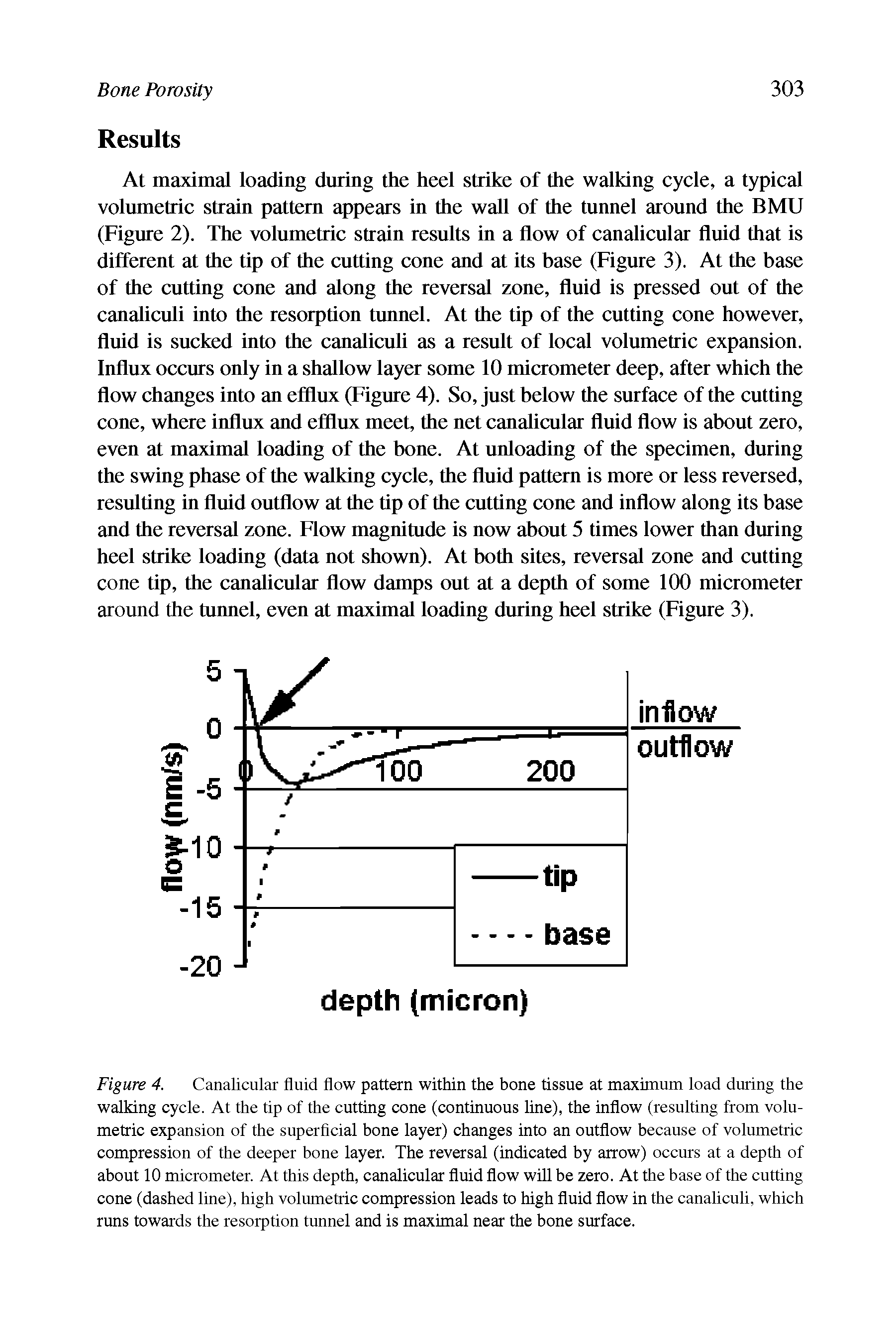 Figure 4. Canalicular fluid flow pattern within the bone tissue at maximum load during the walking cycle. At the tip of the cutting cone (continuous line), the inflow (resulting from volumetric expansion of the superficial bone layer) changes into an outflow because of volumetric compression of the deeper bone layer. The reversal (indicated by arrow) occurs at a depth of about 10 micrometer. At this depth, canalicular fluid flow will be zero. At the base of the cutting cone (dashed line), high volumetric compression leads to high fluid flow in the canaliculi, which runs towards the resorption tunnel and is maximal near the bone surface.