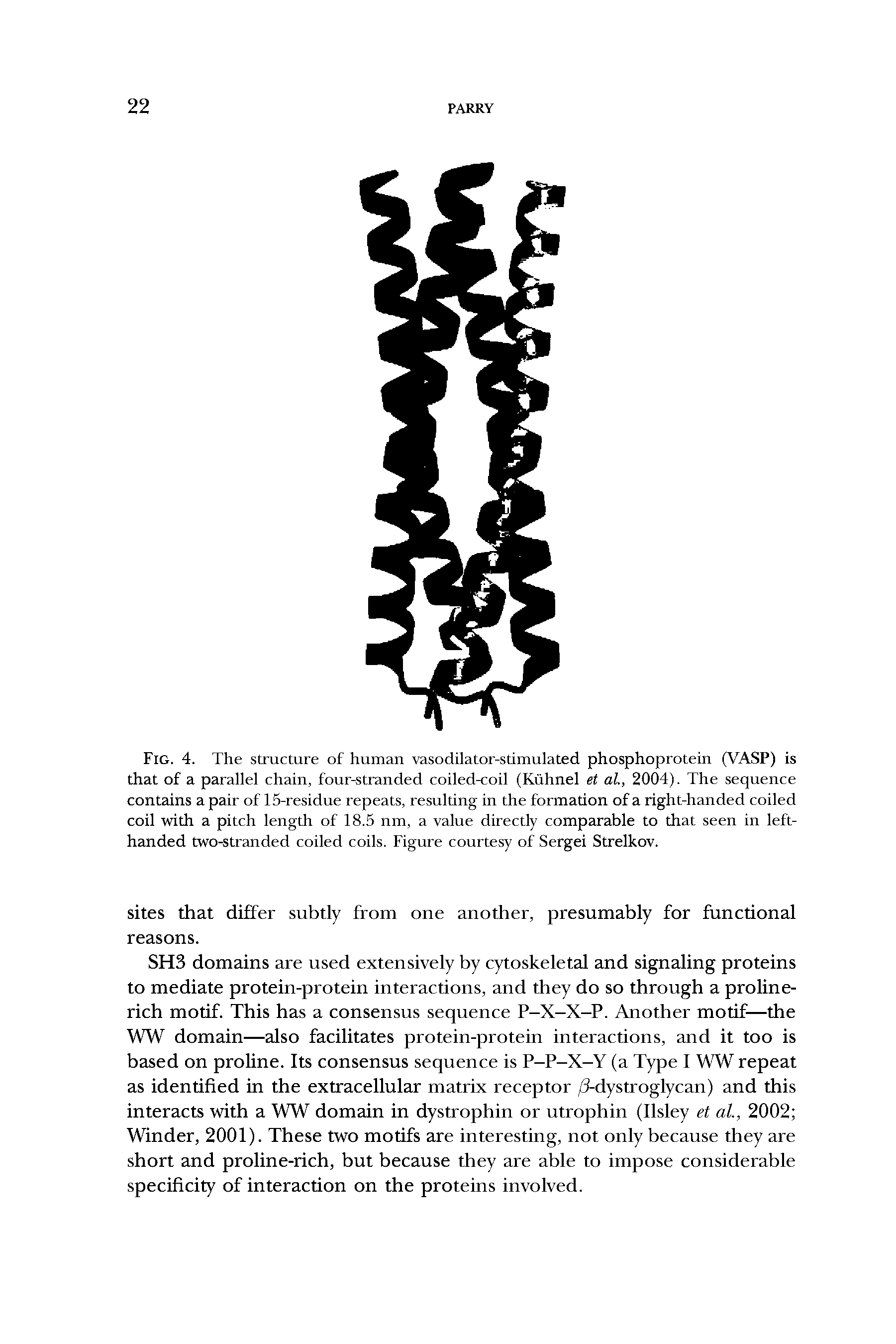 Fig. 4. The structure of human vasodilator-stimulated phosphoprotein (VASP) is that of a parallel chain, four-stranded coiled-coil (Kuhnel et al., 2004). The sequence contains a pair of 15-residue repeats, resulting in the formation of a right-handed coiled coil with a pitch length of 18.5 nm, a value directly comparable to that seen in left-handed two-stranded coiled coils. Figure courtesy of Sergei Strelkov.