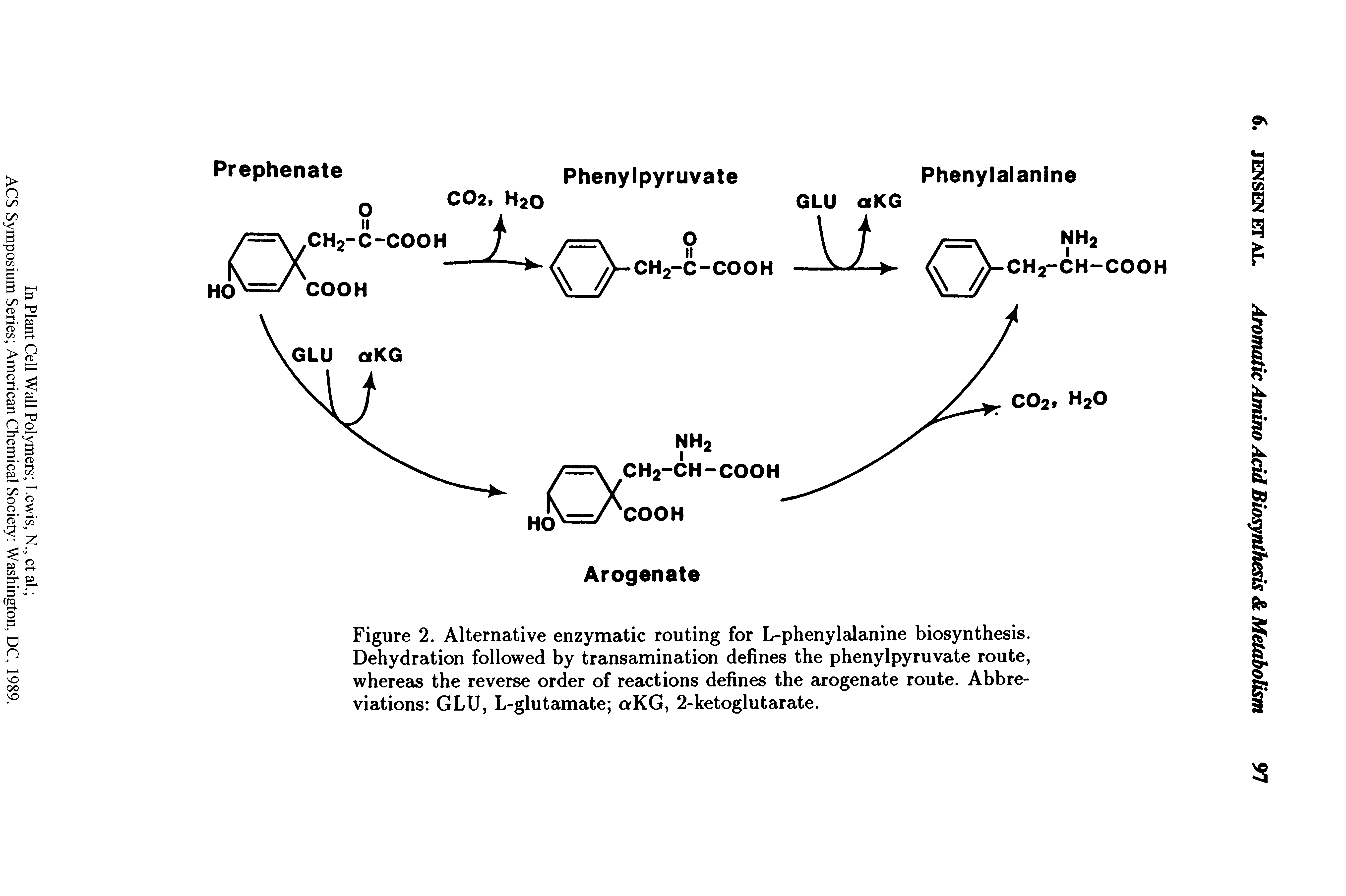 Figure 2. Alternative enzymatic routing for L-phenylalanine biosynthesis. Dehydration followed by transamination defines the phenylpyruvate route, whereas the reverse order of reactions defines the arogenate route. Abbreviations GLU, L-glutamate aKG, 2-ketoglutarate.