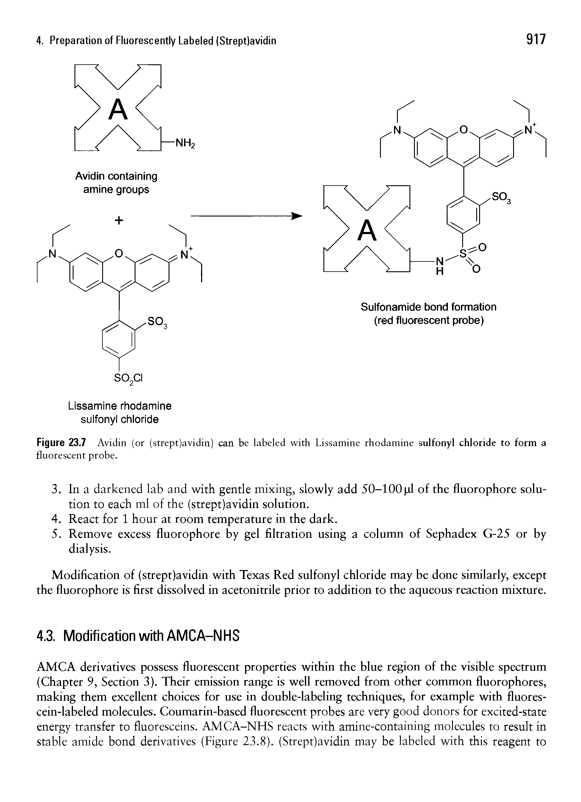 Figure 23.7 Avidin (or (strept)avidin) can be labeled with Lissamine rhodamine sulfonyl chloride to form a fluorescent probe.