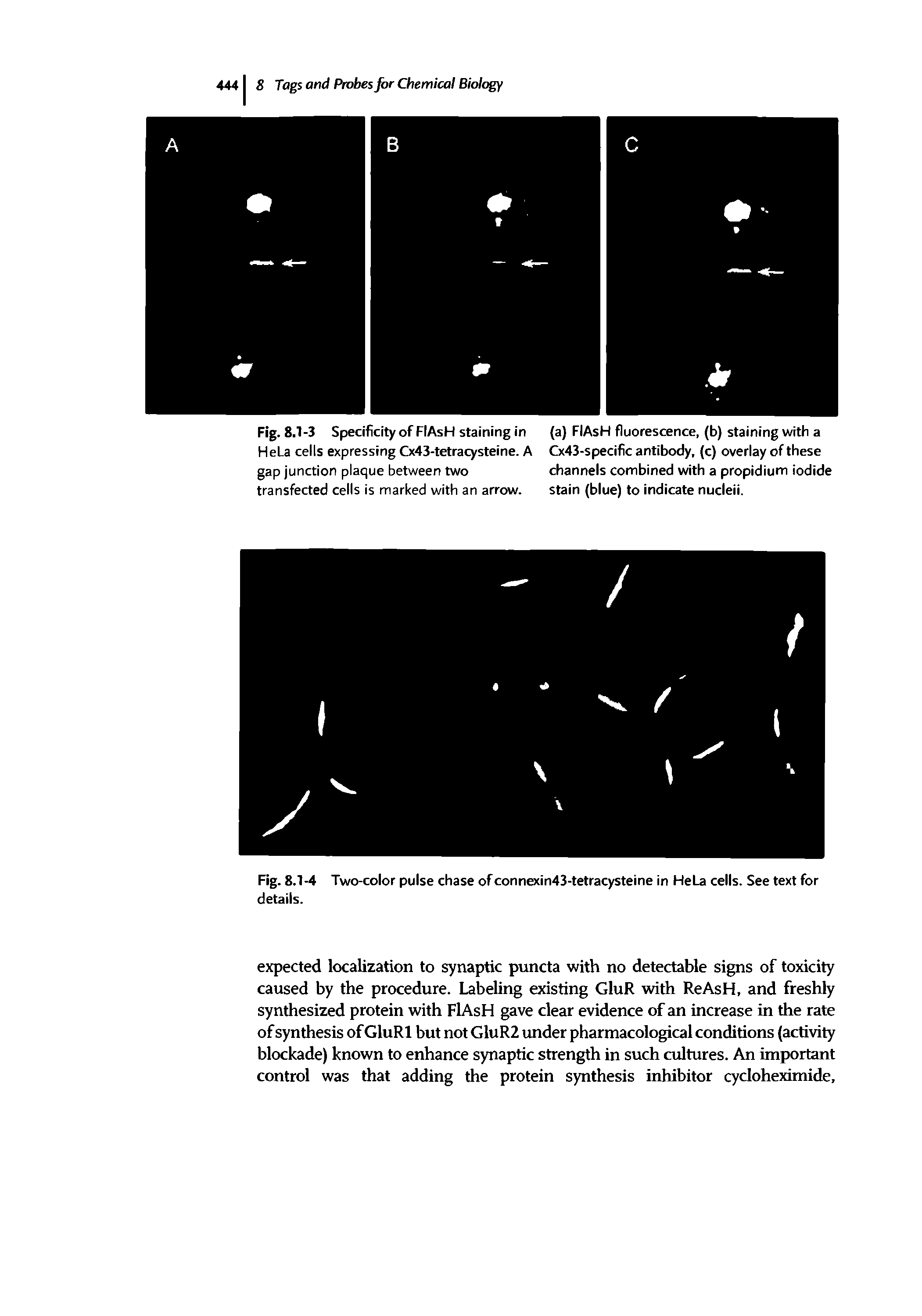 Fig. 8.1-3 Specificity of FIAsH staining in (a) FIAsH fluorescence, (b) staining with a HeLa cells expressing Cx43-tetracysteine. A Cx43-specific antibody, (c) overlay of these gap junction plaque between two channels combined with a propidium iodide...