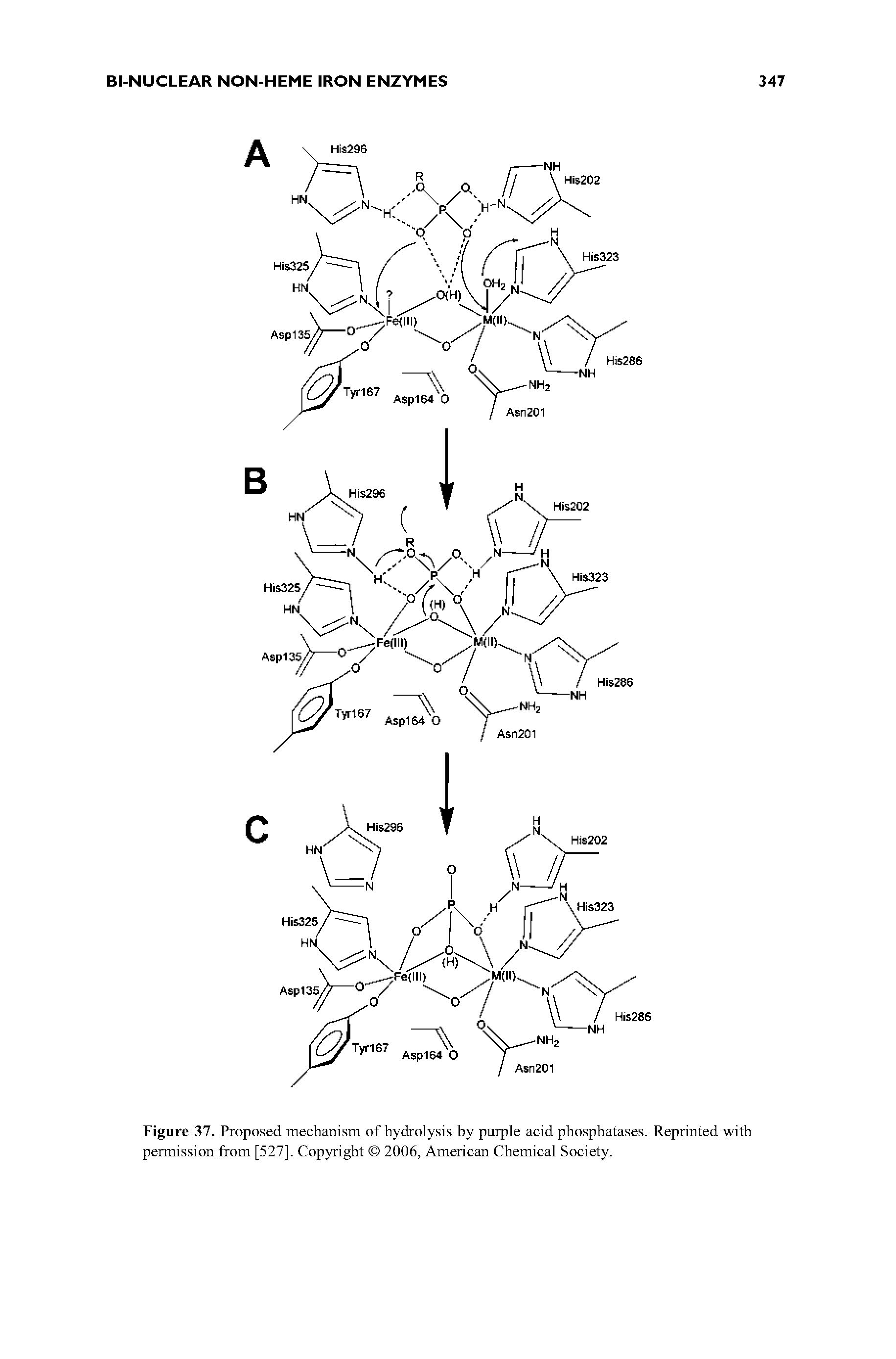 Figure 37. Proposed mechanism of hydrolysis by purple acid phosphatases. Reprinted with permission from [527]. Copyright 2006, American Chemical Society.