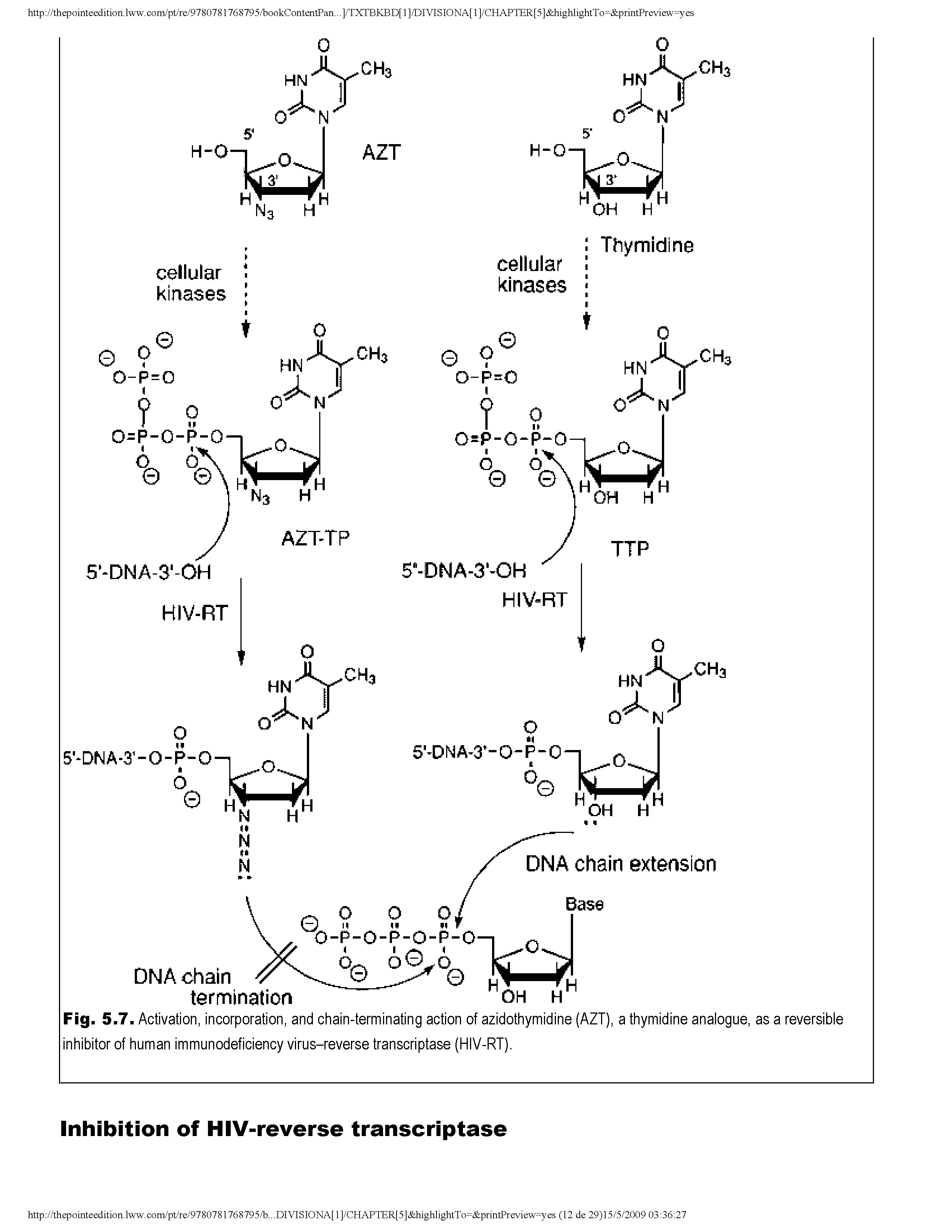 Fig. 5.7. Activation, incorporation, and chain-terminating action of azidothymidine (AZT), a thymidine analogue, as a reversible inhibitor of human immunodeficiency virus-reverse transcriptase (HIV-RT).