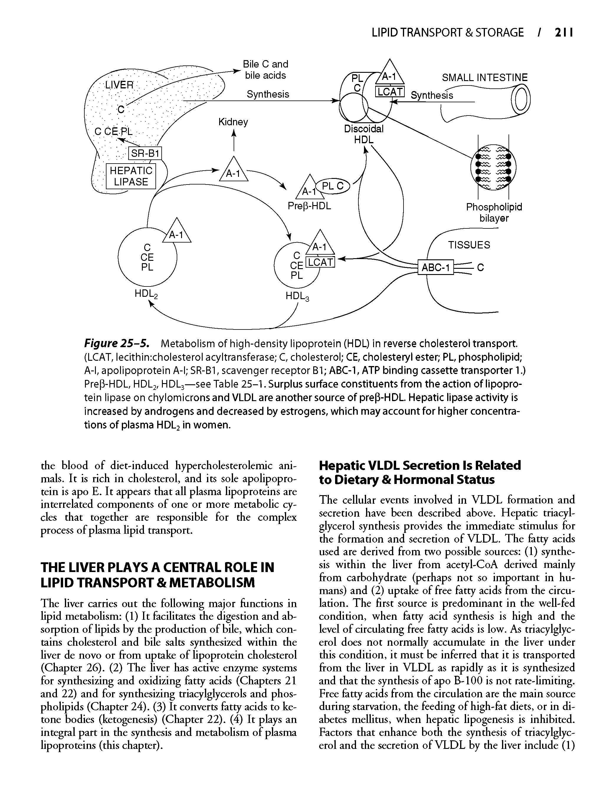 Figure 25-5. Metabolism of high-density lipoprotein (HDL) in reverse cholesteroi transport. (LCAT, lecithinxholesterol acyltransferase C, cholesterol CE, cholesteryl ester PL, phospholipid A-l, apolipoprotein A-l SR-Bl, scavenger receptor B1 ABC-1, ATP binding cassette transporter 1.) Prep-HDL, HDLj, HDL3—see Table 25-1. Surplus surface constituents from the action of lipoprotein lipase on chylomicrons and VLDL are another source of preP-HDL. Hepatic lipase activity is increased by androgens and decreased by estrogens, which may account for higher concentrations of plasma HDLj in women.