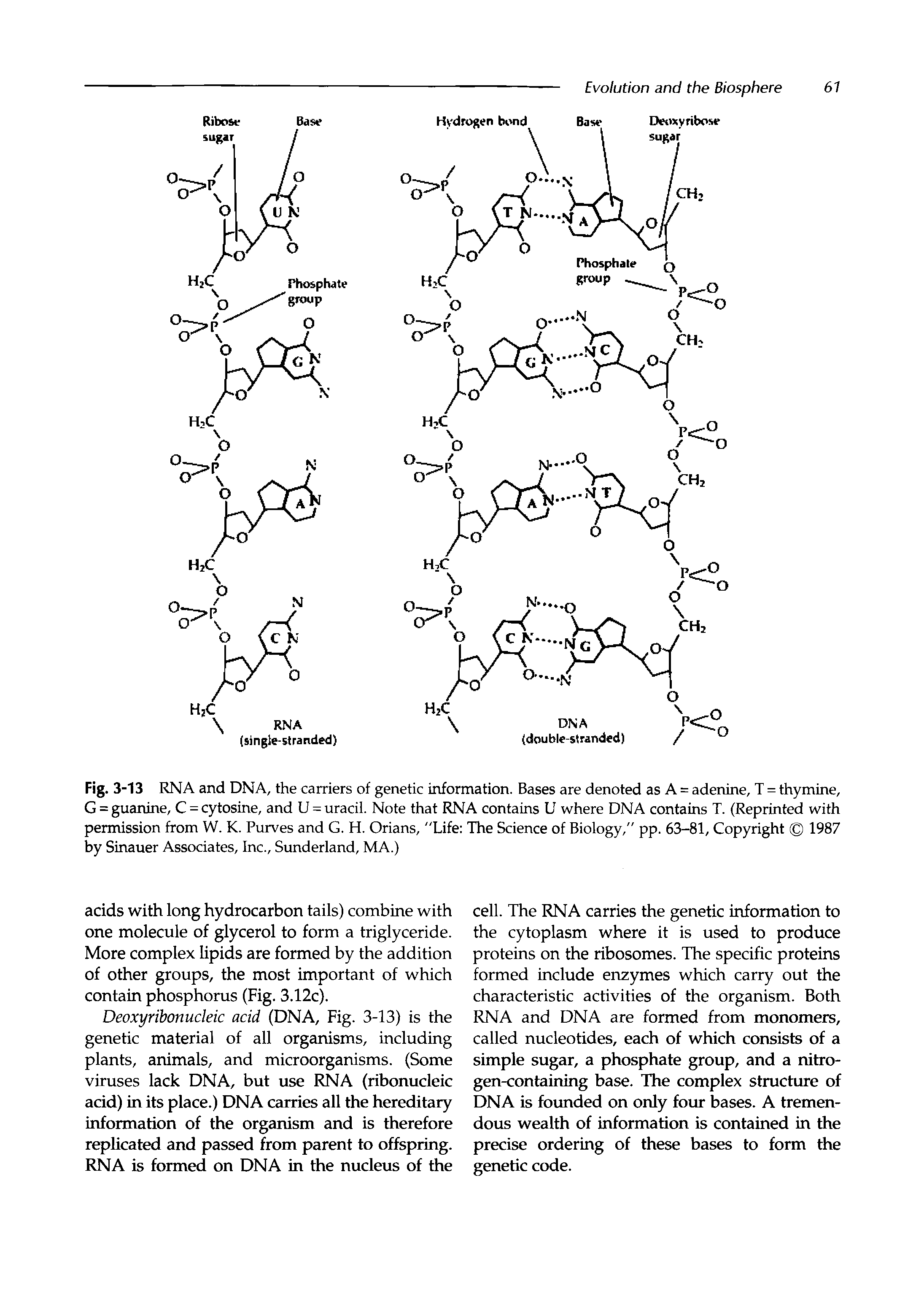 Fig. 3-13 RNA and DNA, the carriers of genetic information. Bases are denoted as A = adenine, T = thymine, G = guanine, C = cytosine, and U = uracil. Note that RNA contains U where DNA contains T. (Reprinted with permission from W. K. Purves and G. H. Orians, "Life The Science of Biology," pp. 63-81, Copyright 1987 by Sinauer Associates, Inc., Sunderland, MA.)...